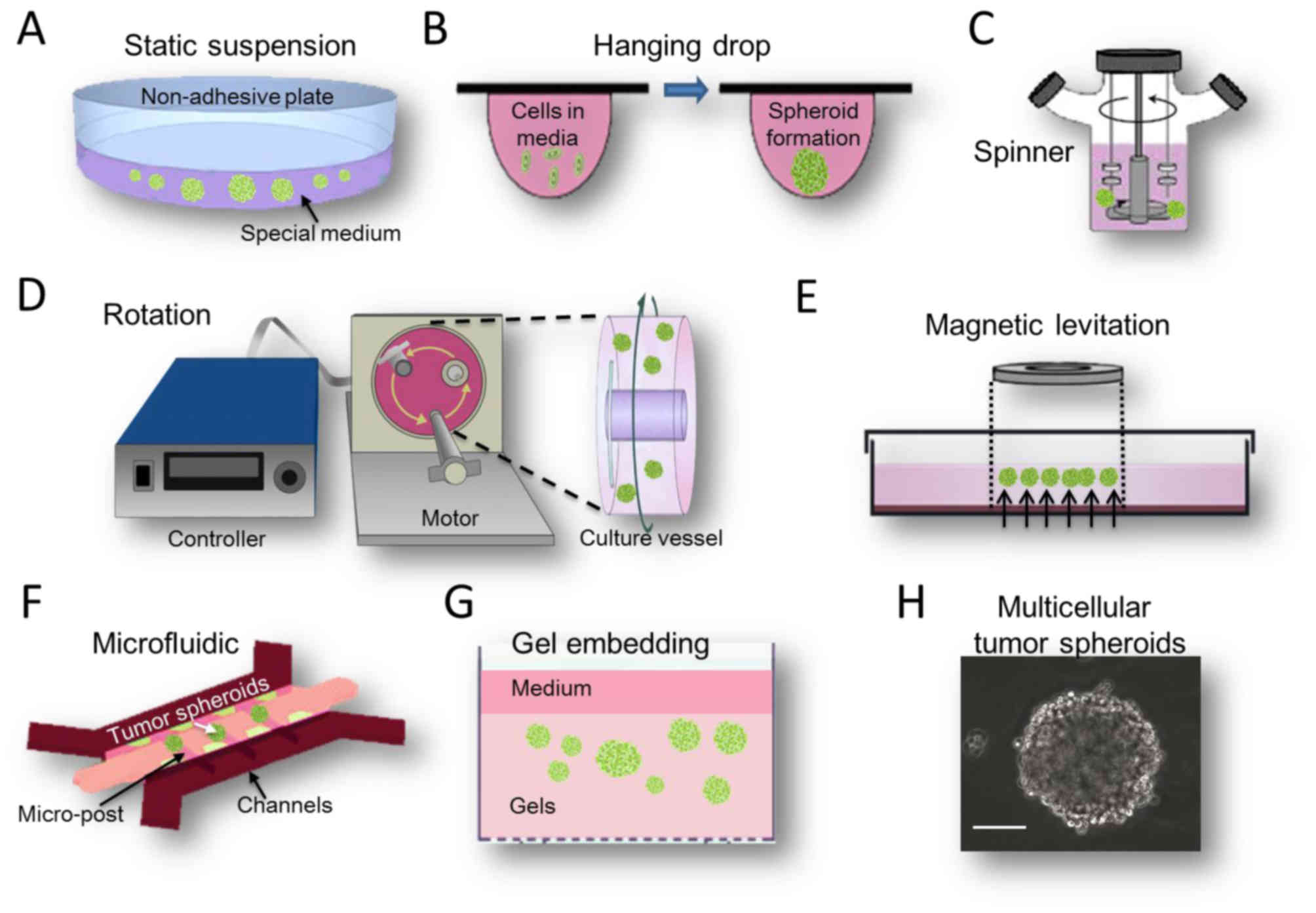 Three‑dimensional cell culture: A powerful tool in tumor research and drug  discovery (Review)