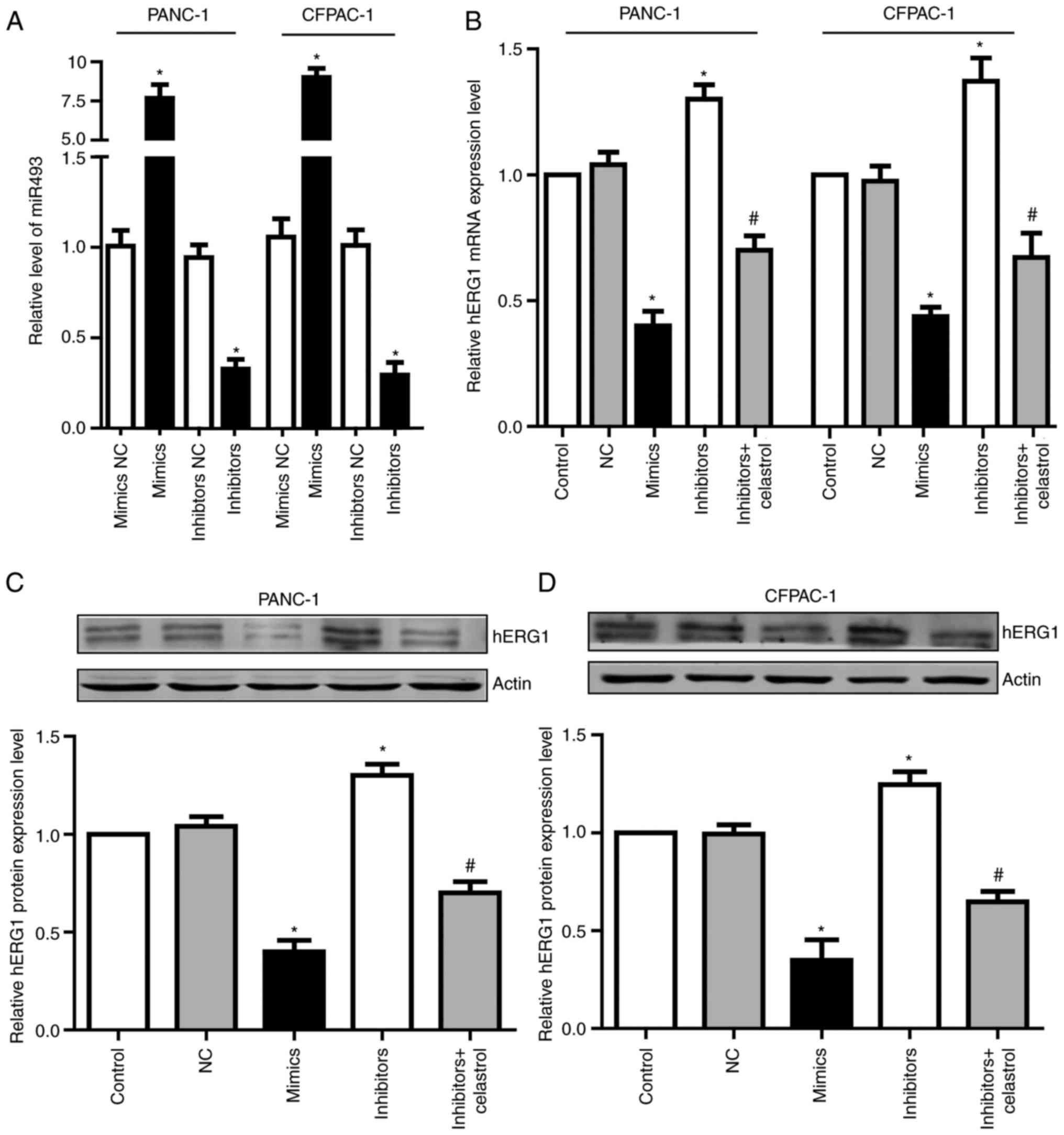 miR‑493 inhibits proliferation and invasion in pancreatic cancer cells ...