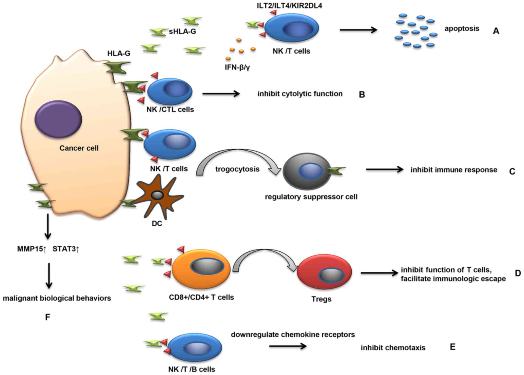Human leukocyte antigen‑G expression and polymorphisms ...