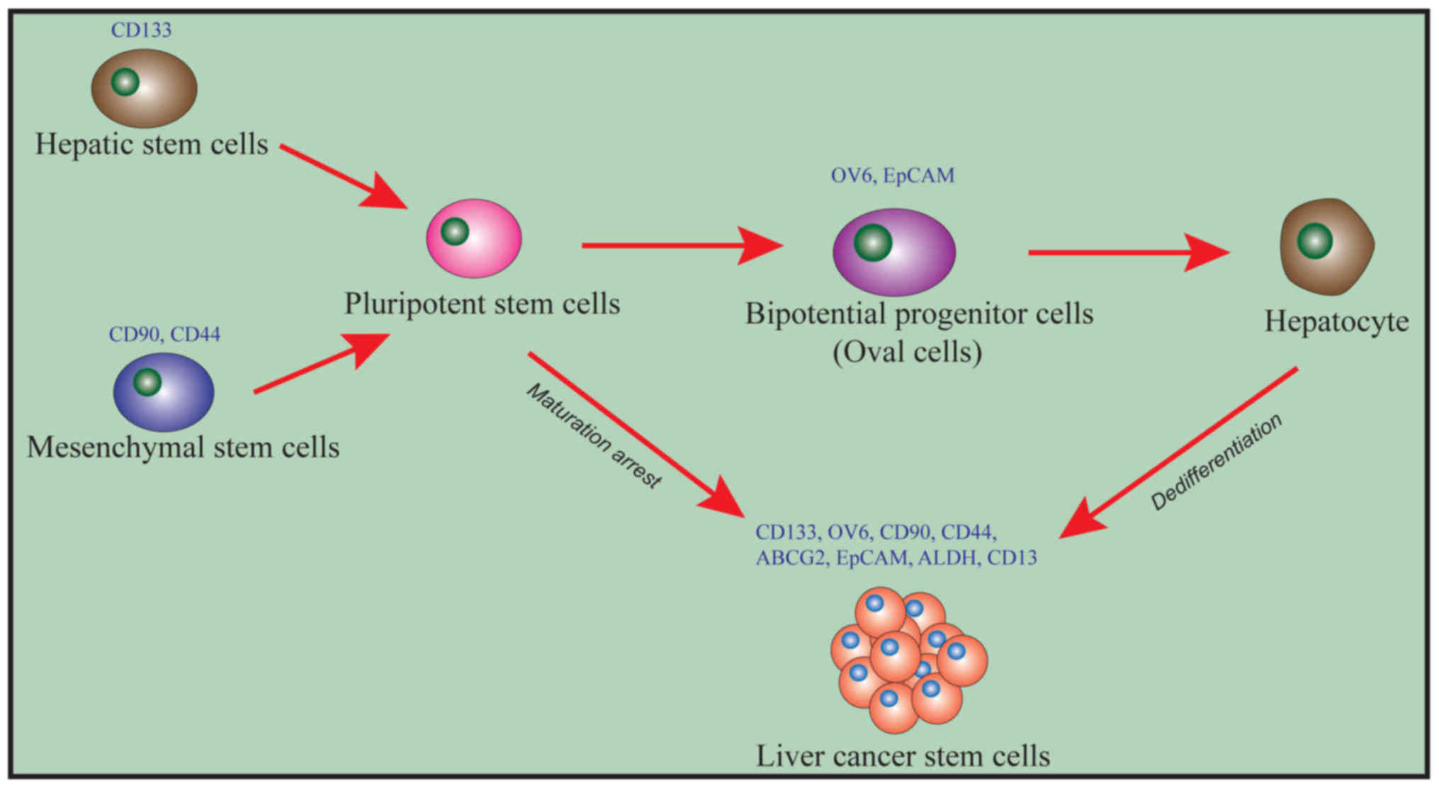 Стволовые клетки печени