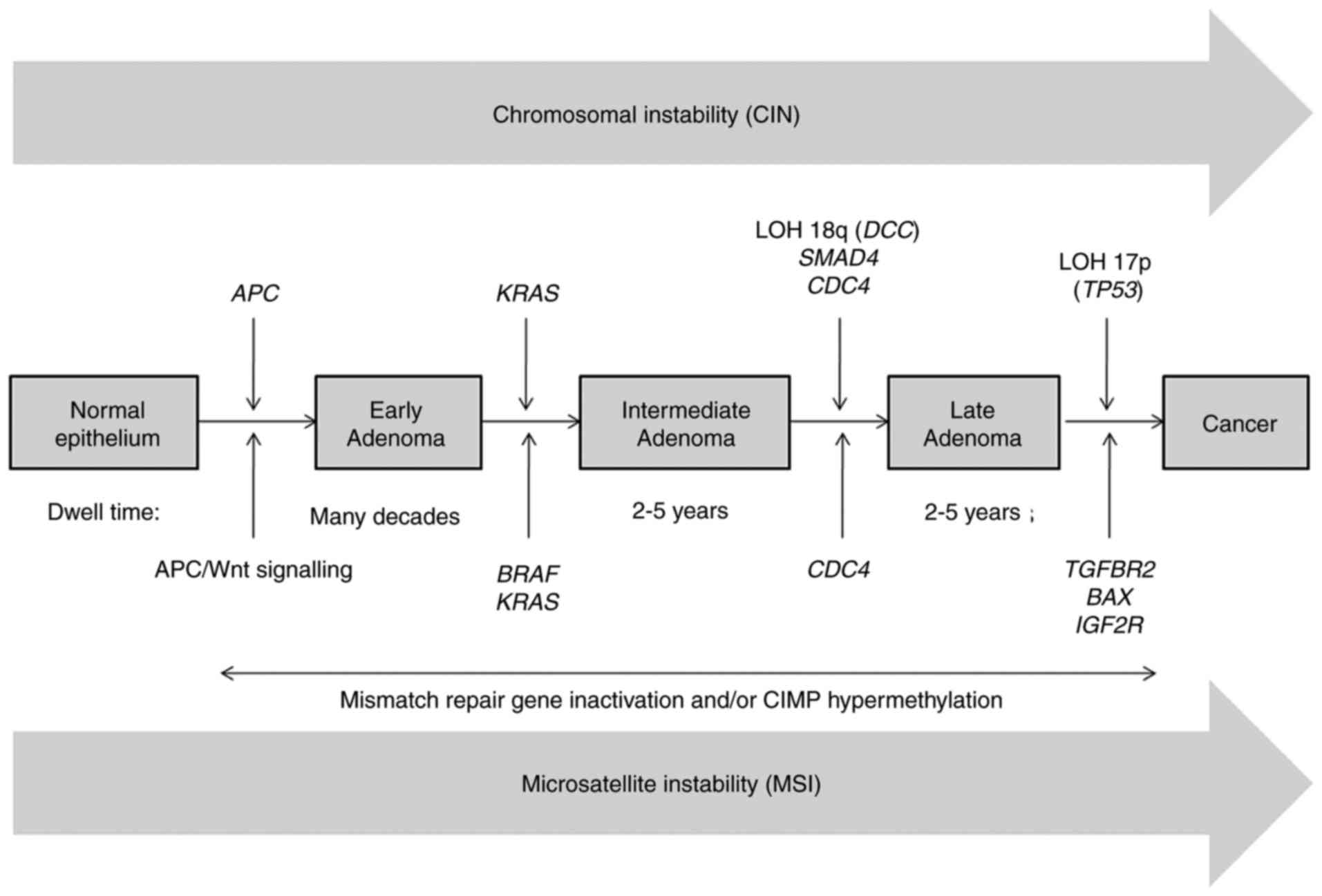 adenom carcinom