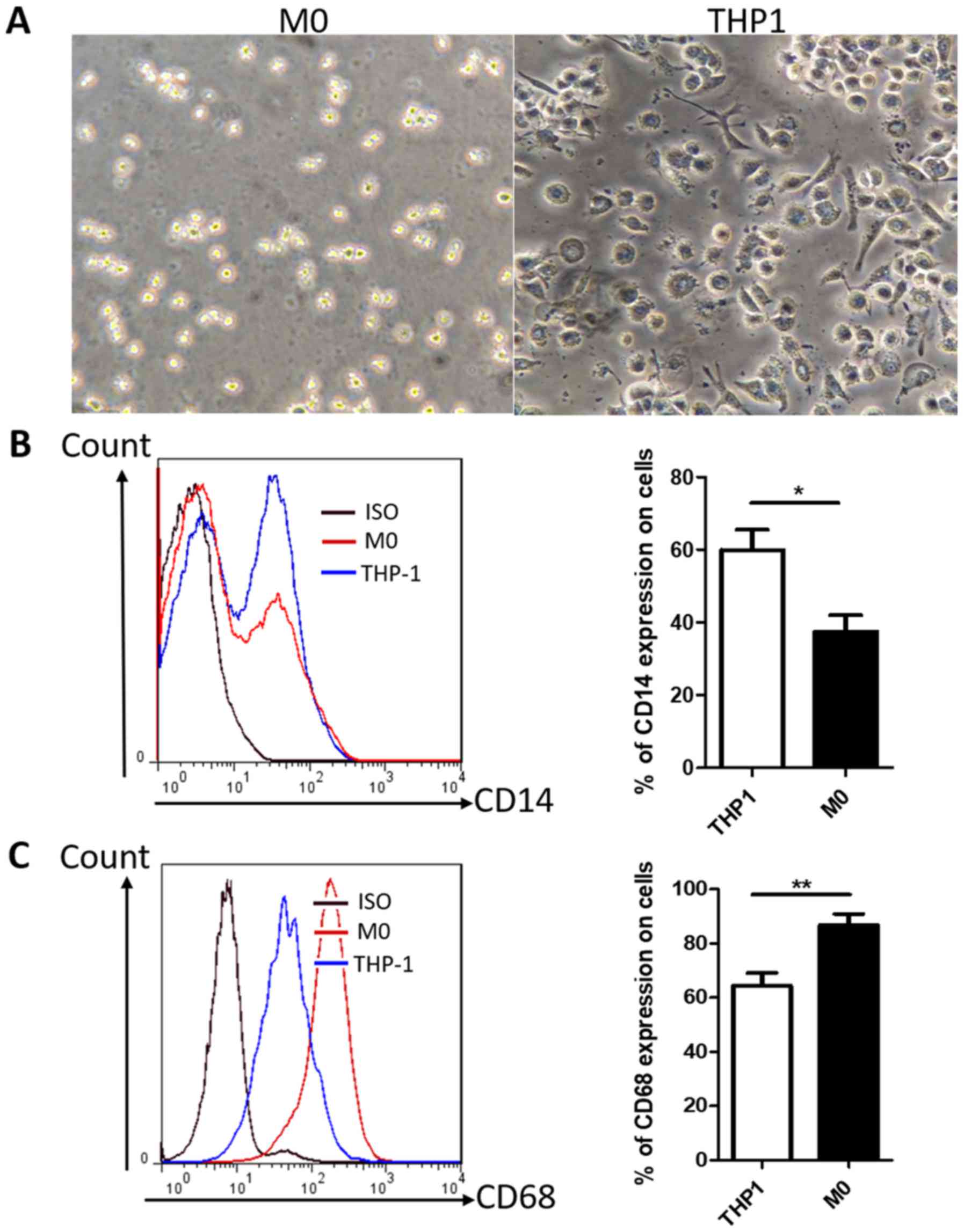 Bd Biosciences Human Cd Marker Chart