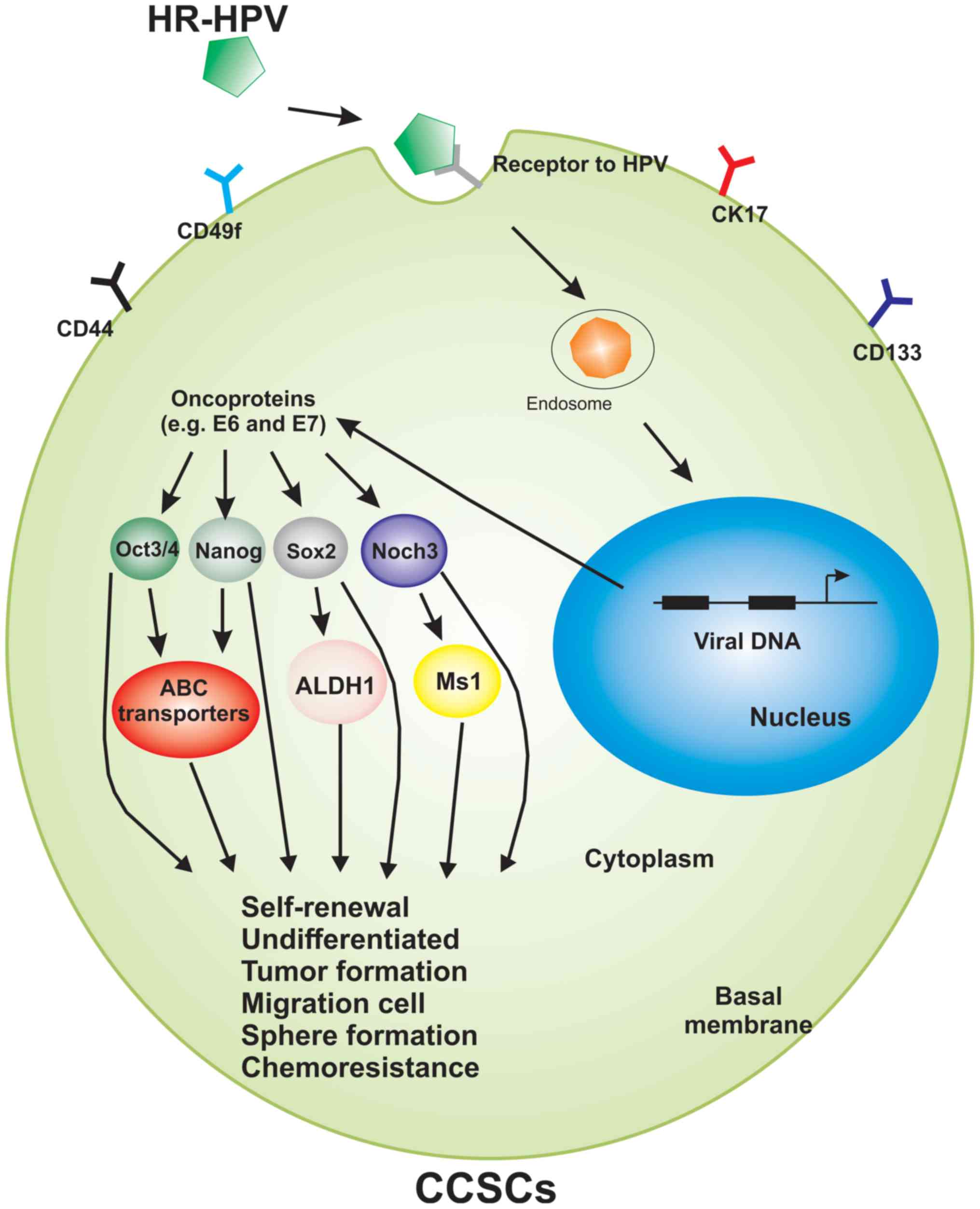 HPV (Papiloma Virus Uman) E6/E7 ARNm - Synevo Is hpv cancer genetic