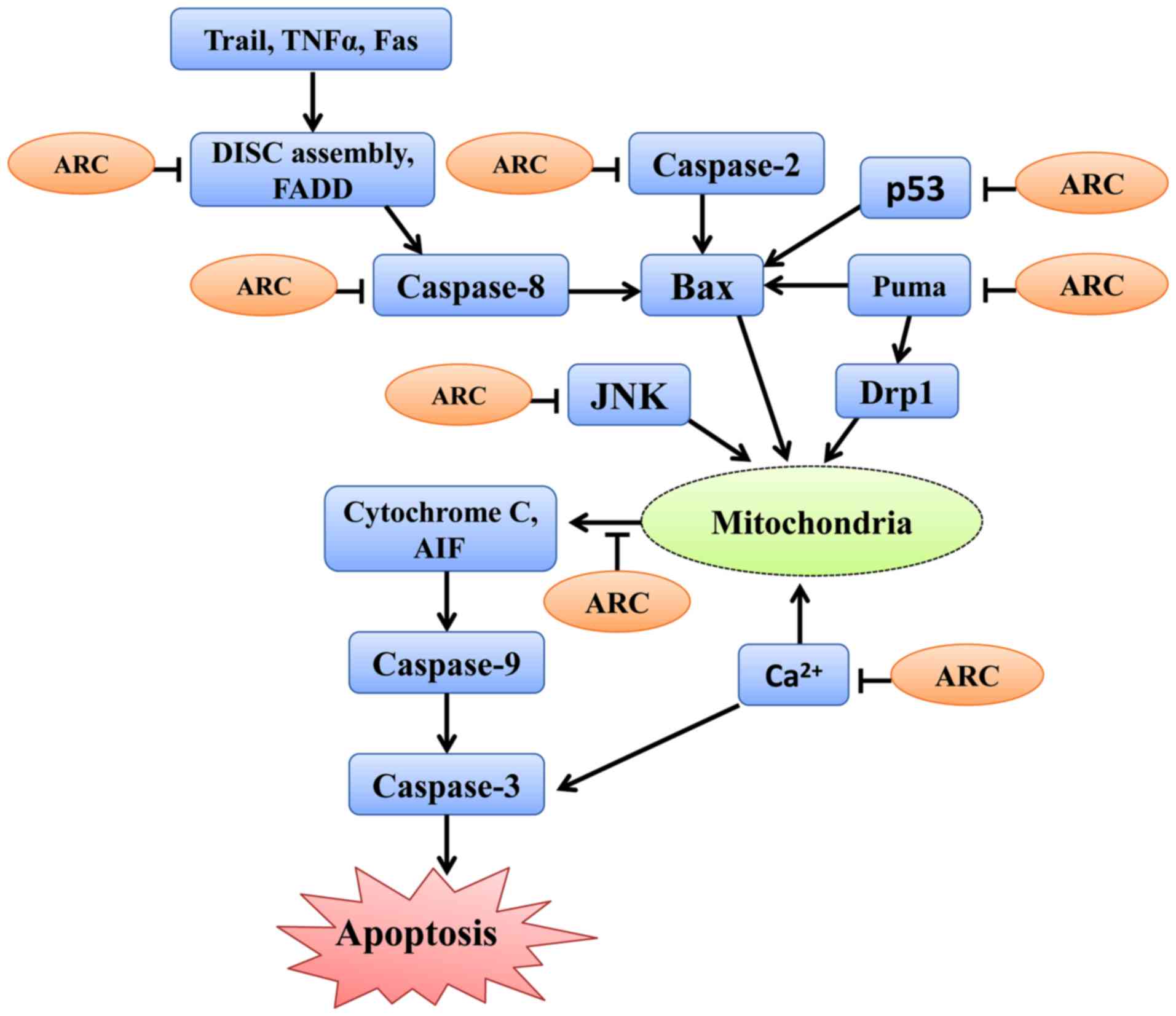 Caspase Apoptosis Pathway