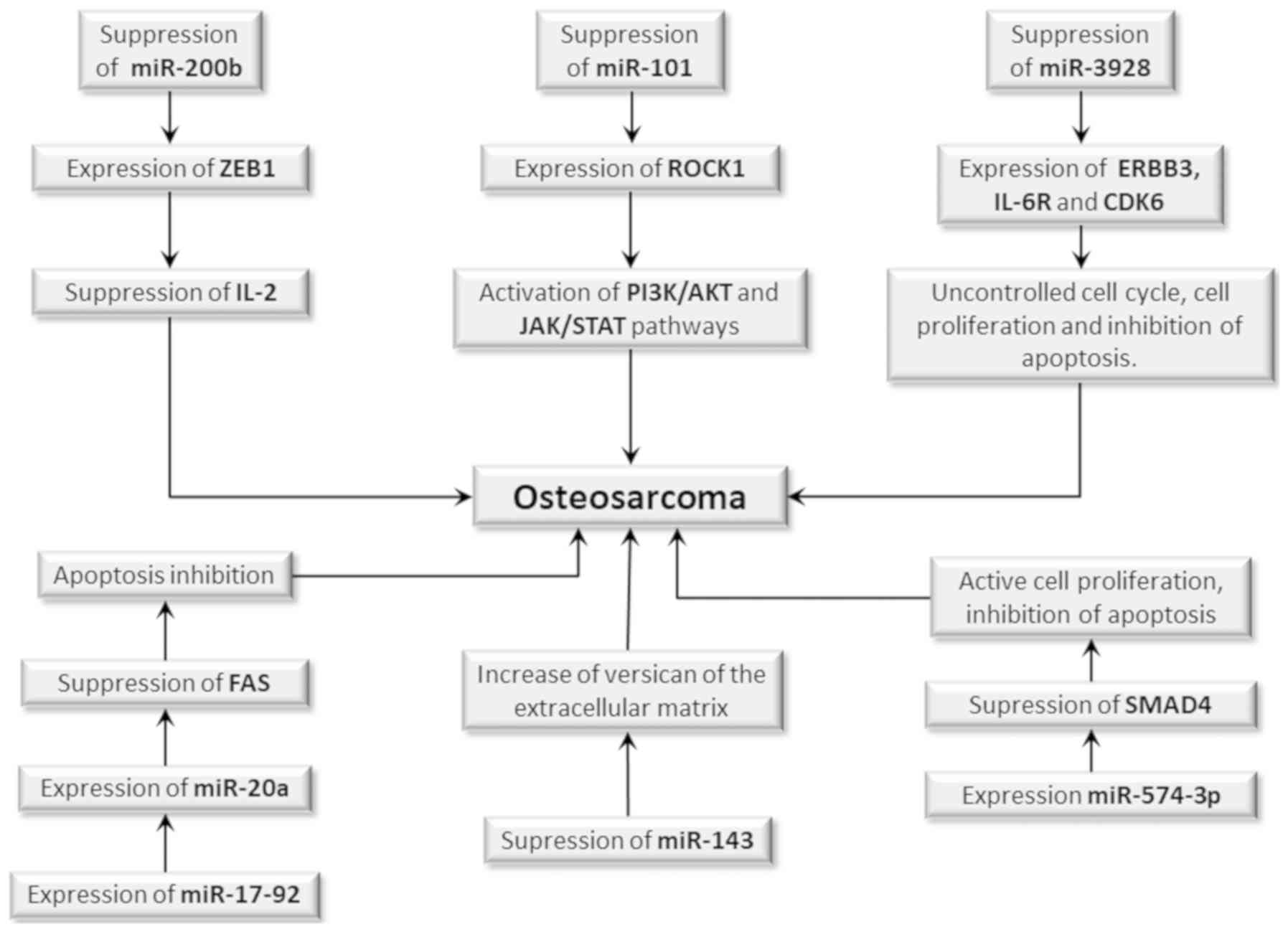 Pathophysiology Of Osteosarcoma