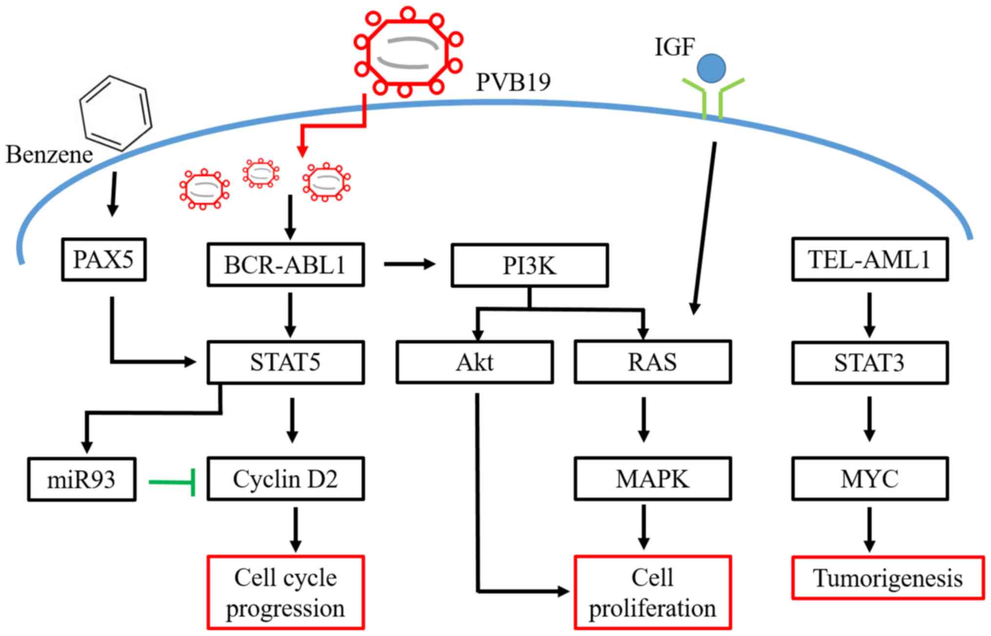 Pathophysiology Of Acute Lymphocytic Leukemia