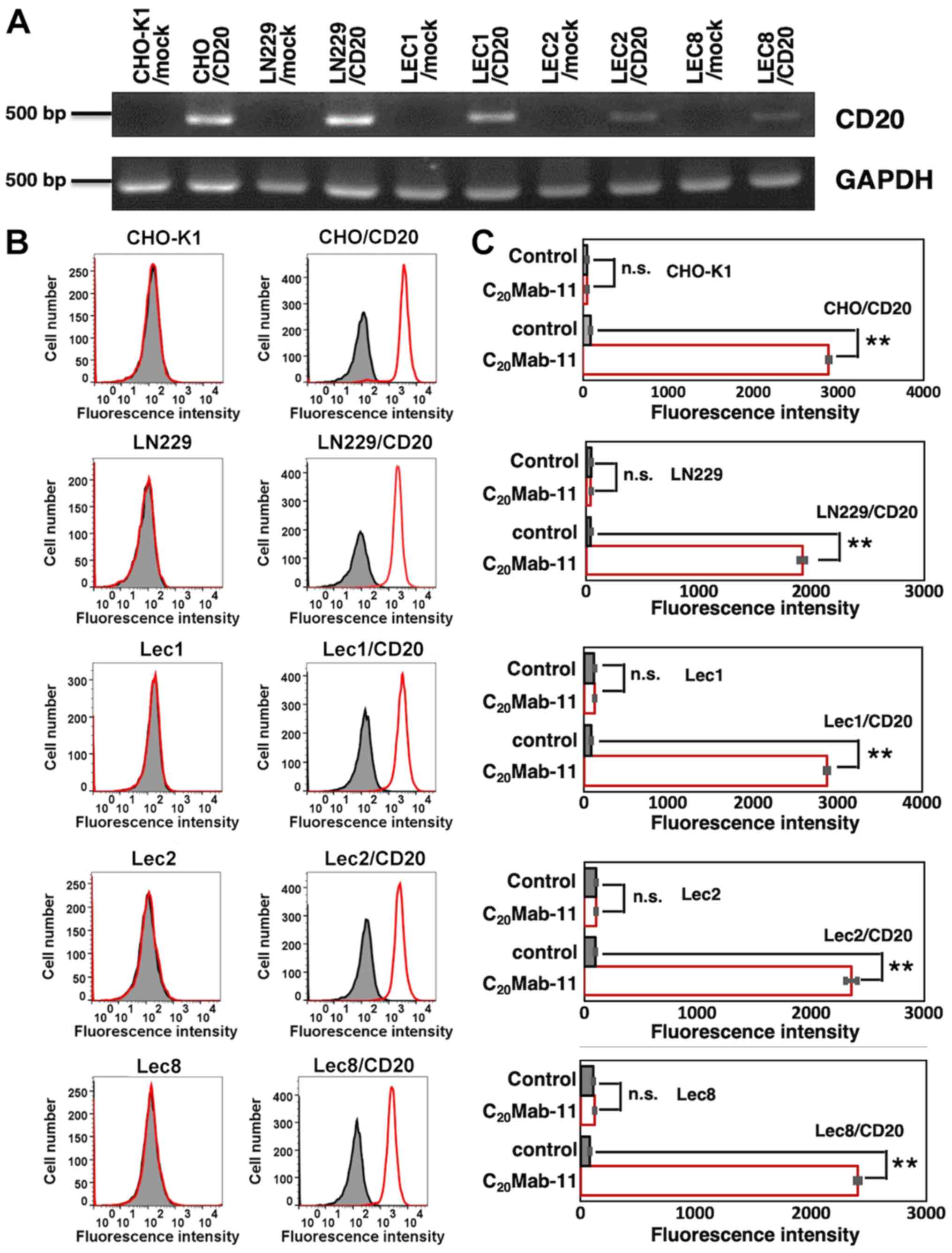 Impact of anti-CD20 monoclonal antibodies on serologic response to