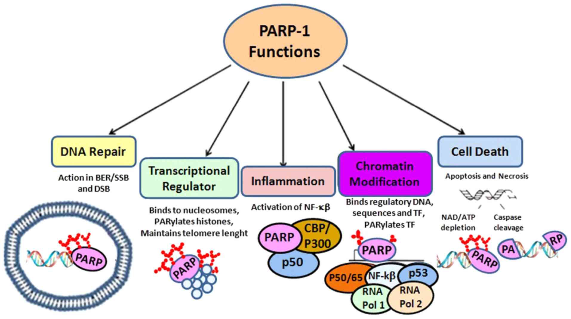 Парп 1. PARP. Ингибиторы PARP препараты. PARP DNA. Olaparib mechanism of Action.