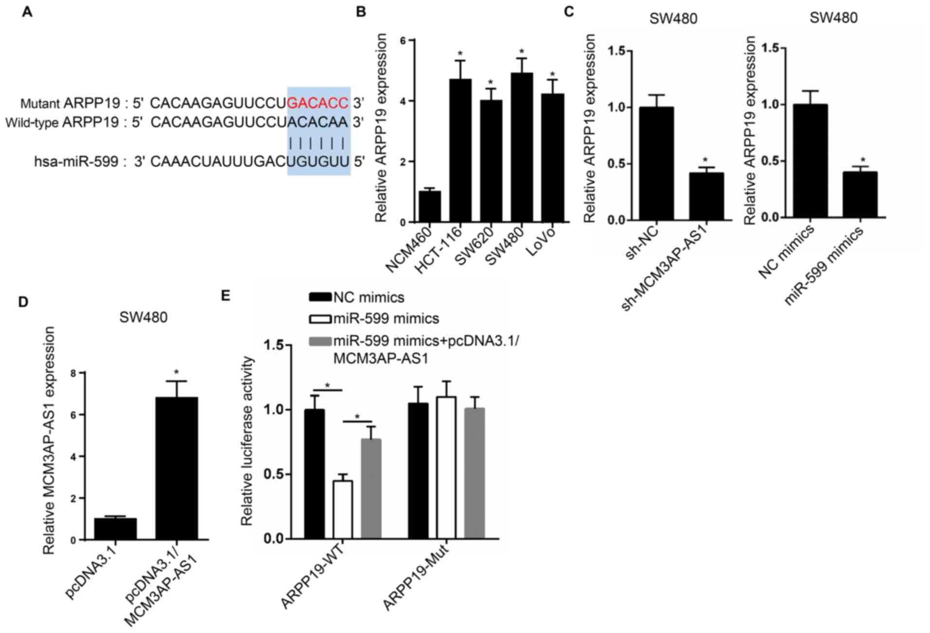 Long non‑coding RNA MCM3AP‑AS1 facilitates colorectal cancer ...