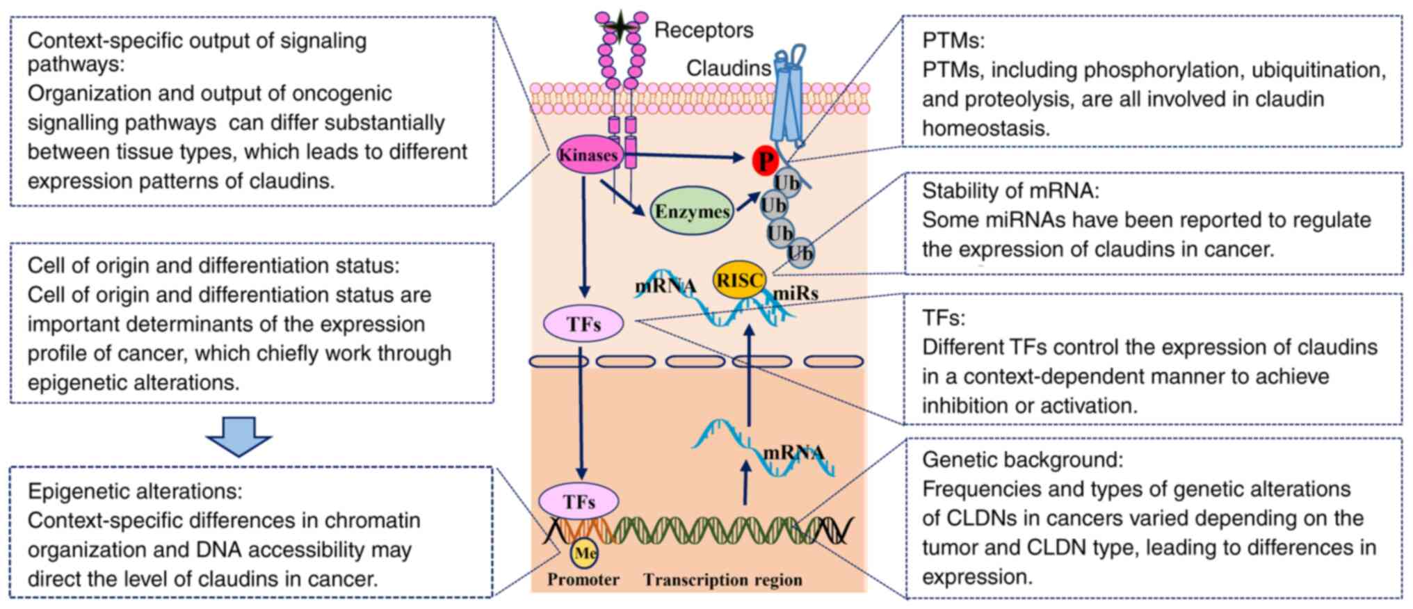 Systems Proteomics View of the Endogenous Human Claudin Protein