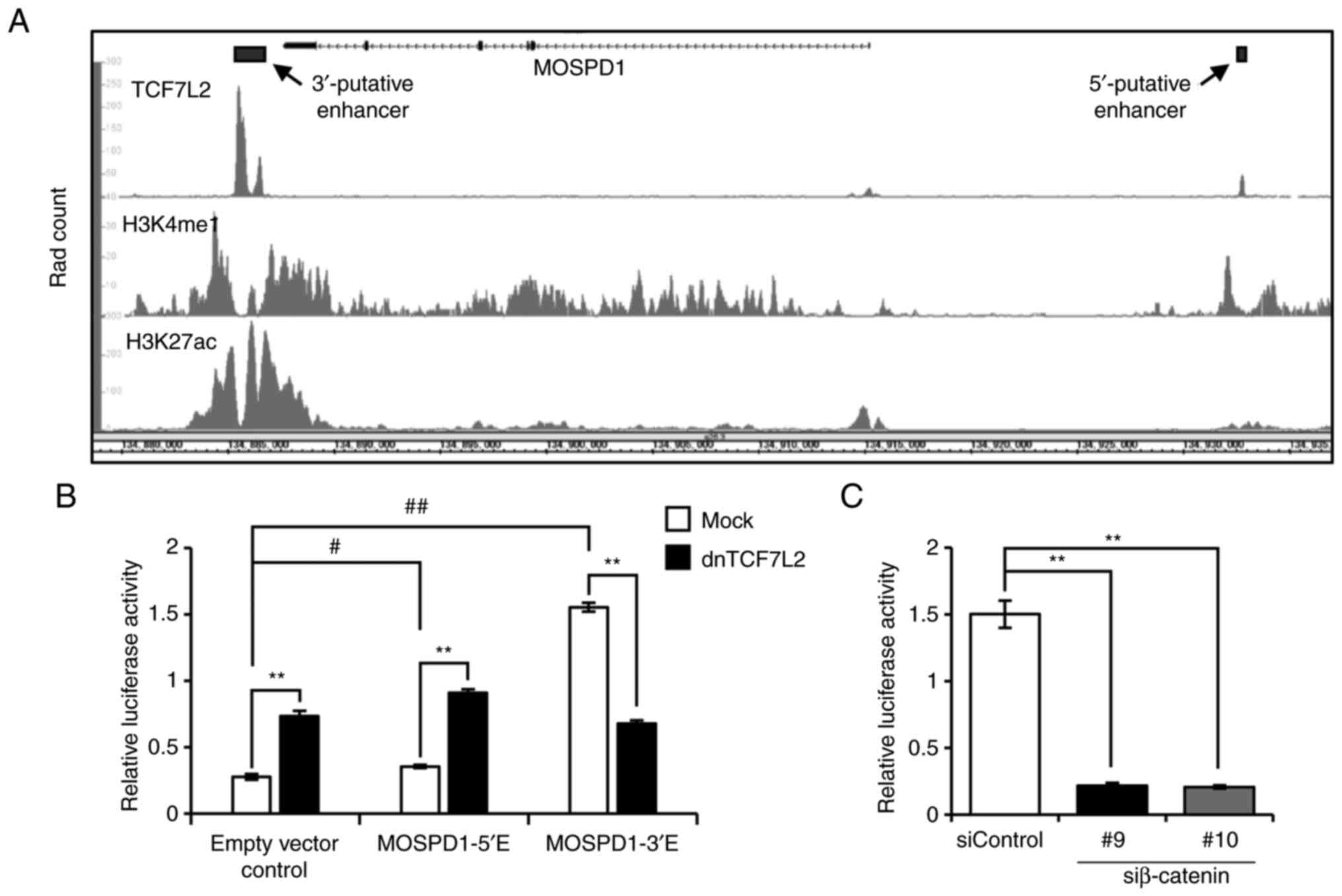 Schematic representations of the flanking regions of the target gene