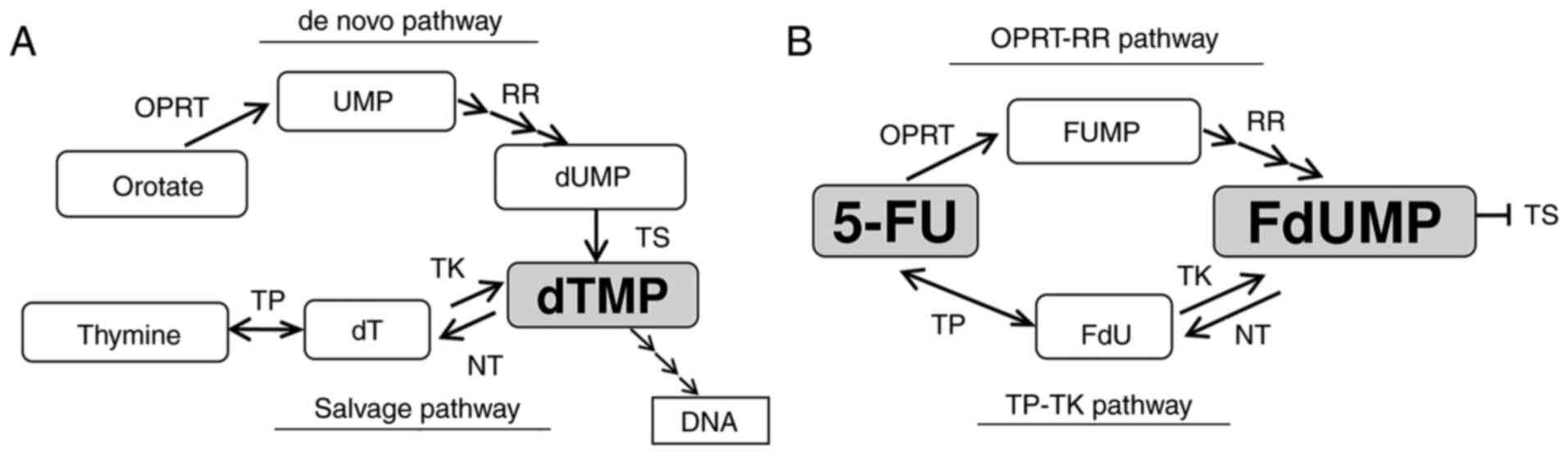 TAS 102 mechanism of action compared to 5-FU