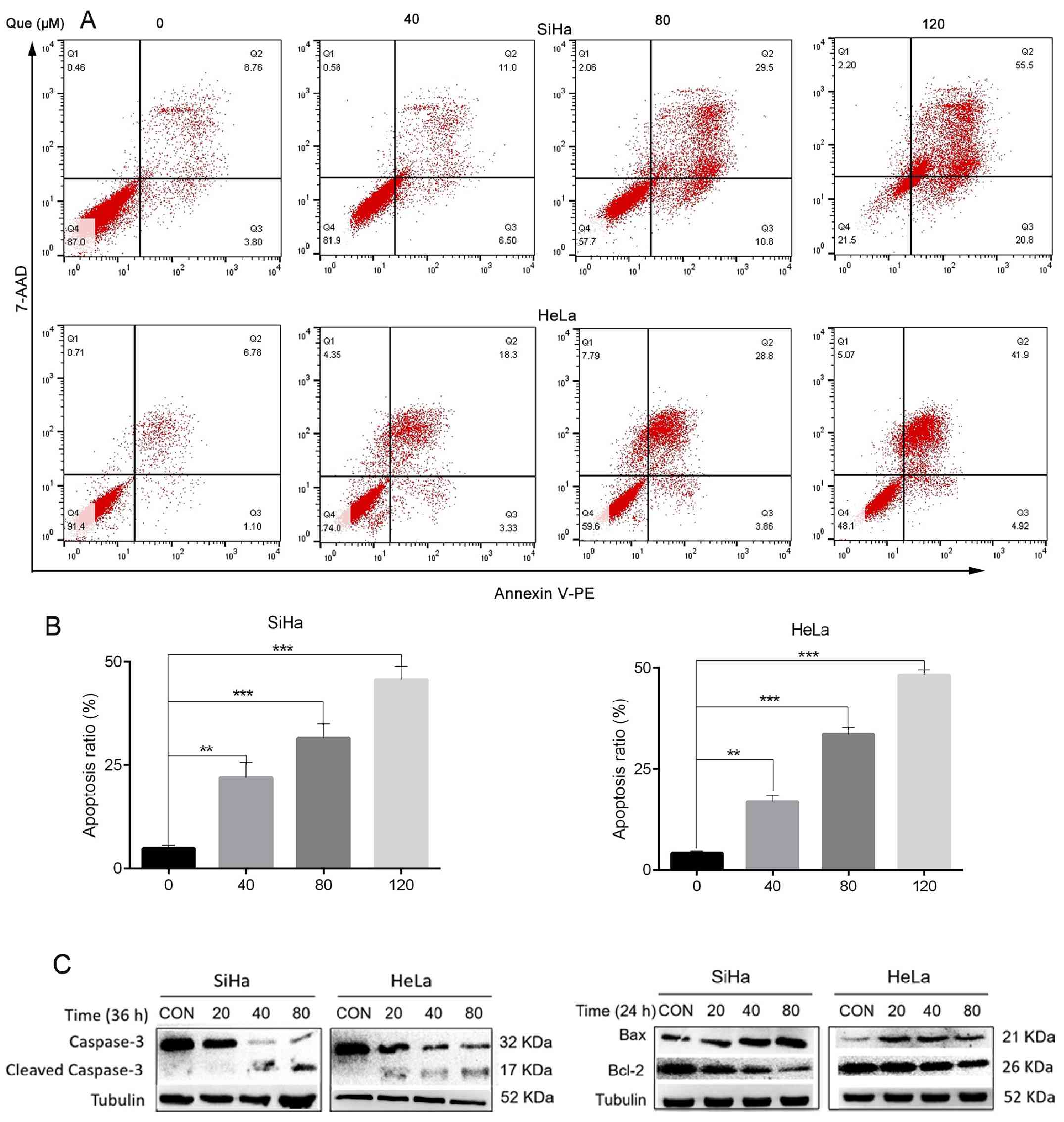 Que promotes cervical cancer cell
apoptosis and affects the expression levels of apoptosis-related
proteins. (A) The cervical cancer cells were treated with Que (0,
40, 80 and 120 µM) for 24 h, then flow cytometry analysis was
performed to investigate cell apoptosis and the difference was (B)
statistically analyzed. (C) The cervical cancer cell lines were
treated with Que (0, 20, 40 and 80 µM) for 36 h, then the protein
expression levels were examined using western blot analysis.
Tubulin was used as the loading control. n=3. **P<0.01,
***P<0.001. Que, quercetin.