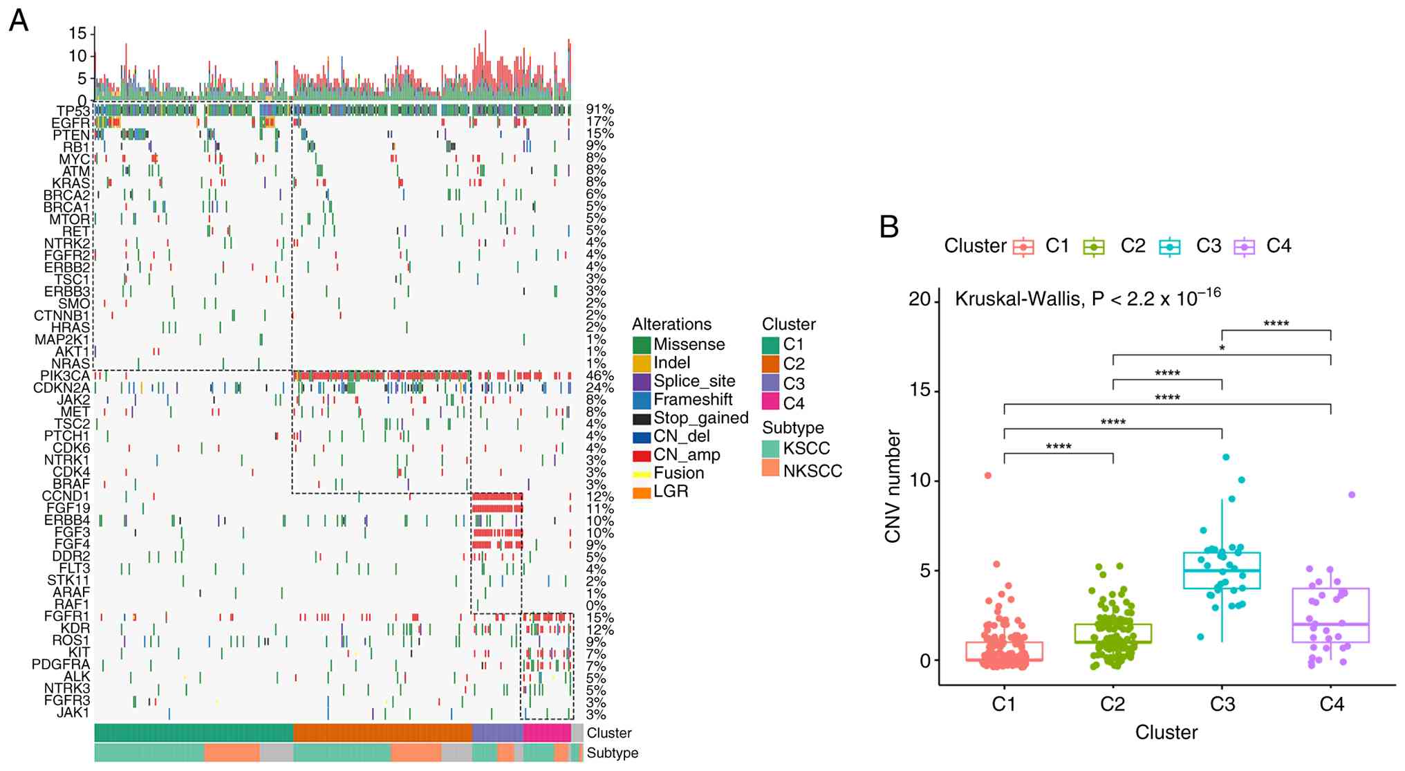 NMF-based molecular clustering of 317
patients with LUSC. (A) NMF-based molecular clustering of patients
with LUSC, classified into four clusters (C1, C2, C3 and C4). (B)
Differences in the number of copy number variants among the four
molecular clusters (C1-4) were first assessed using the
Kruskal-Wallis test, followed by pairwise comparisons using the
Wilcoxon rank-sum test with Holm correction. *P<0.05,
****P<0.0001. NMF, non-negative matrix factorization; LUSC, lung
squamous cell carcinoma; C, cluster; Indel, insertion and deletion;
CN, copy number; CNV, copy number variation; LGR, large genomic
rearrangement; KSCC, keratinizing squamous cell carcinoma; NKSCC,
non-keratinizing squamous cell carcinoma; del, deletions; amp,
amplification.