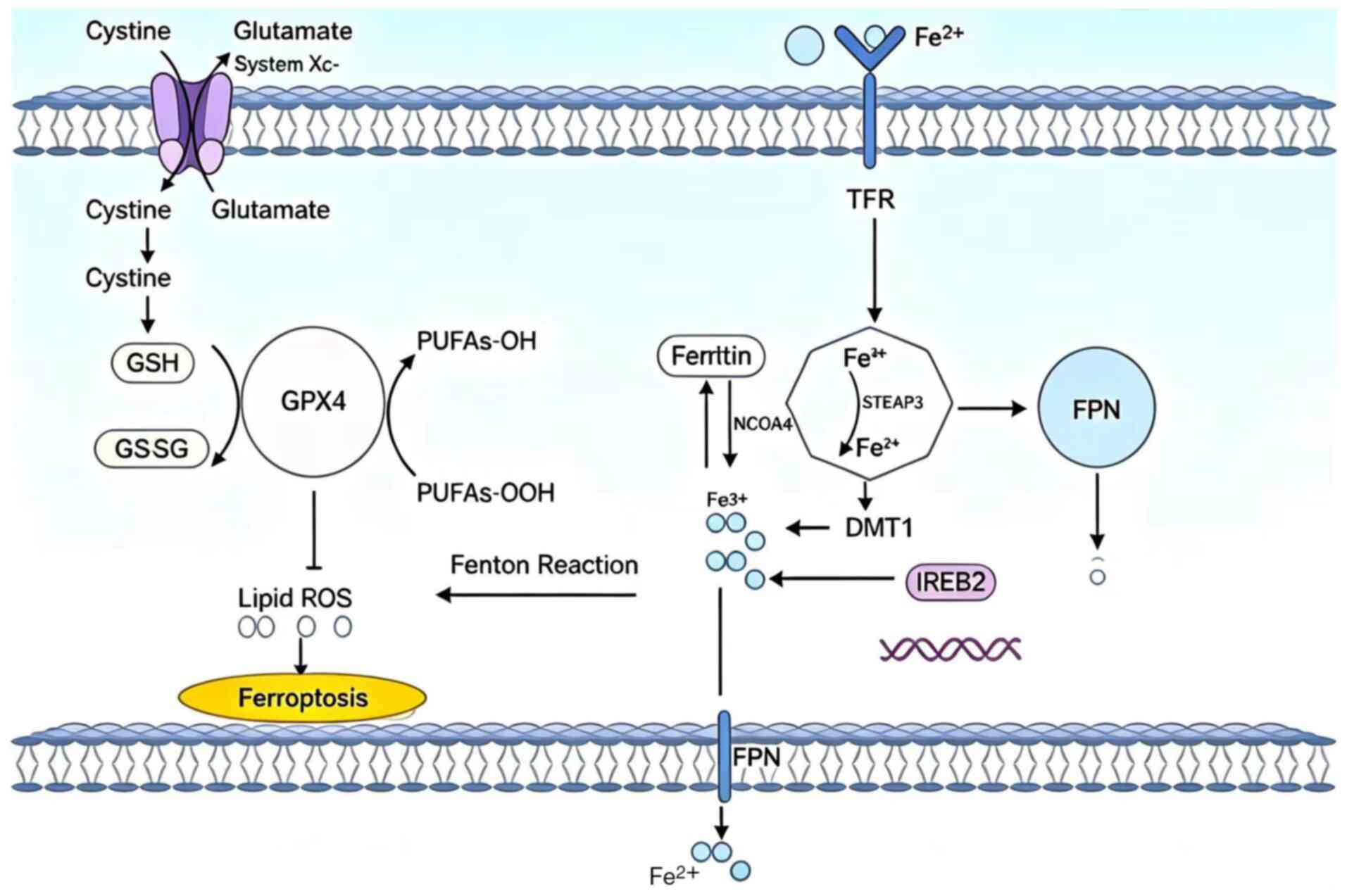 Core mechanisms of ferroptosis.
Ferroptosis is an iron-dependent regulated cell death driven by
excessive lipid peroxidation and redox imbalance.
Transferrin-mediated iron uptake expands the labile Fe2+
pool and promotes ROS generation via Fenton chemistry. Peroxidation
of PUFA-containing phospholipids triggers membrane damage, while
the system Xc−/GSH/GPX4 and NADPH/FSP1/CoQ10 axes act as
major anti-ferroptotic defense pathways. Disruption of these
defenses or iron overload promotes lipid ROS accumulation and
ferroptotic cell death. The figure was created using BioGDP.com.
CoQ10, coenzyme Q10; FSP1, ferroptosis suppressor protein 1; GPX4,
glutathione peroxidase 4; GSH, glutathione; PUFA, polyunsaturated
fatty acid; ROS, reactive oxygen species; system Xc−,
cystine/glutamate antiporter; TFR, transferrin receptor; GSSG,
glutathione disulfide; NCOA4, nuclear receptor coactivator 4;
STEAP3, six-transmembrane epithelial antigen of prostate 3; DMT1,
divalent metal transporter 1; IREB2, iron regulatory element
binding protein 2; FPN, ferroportin.