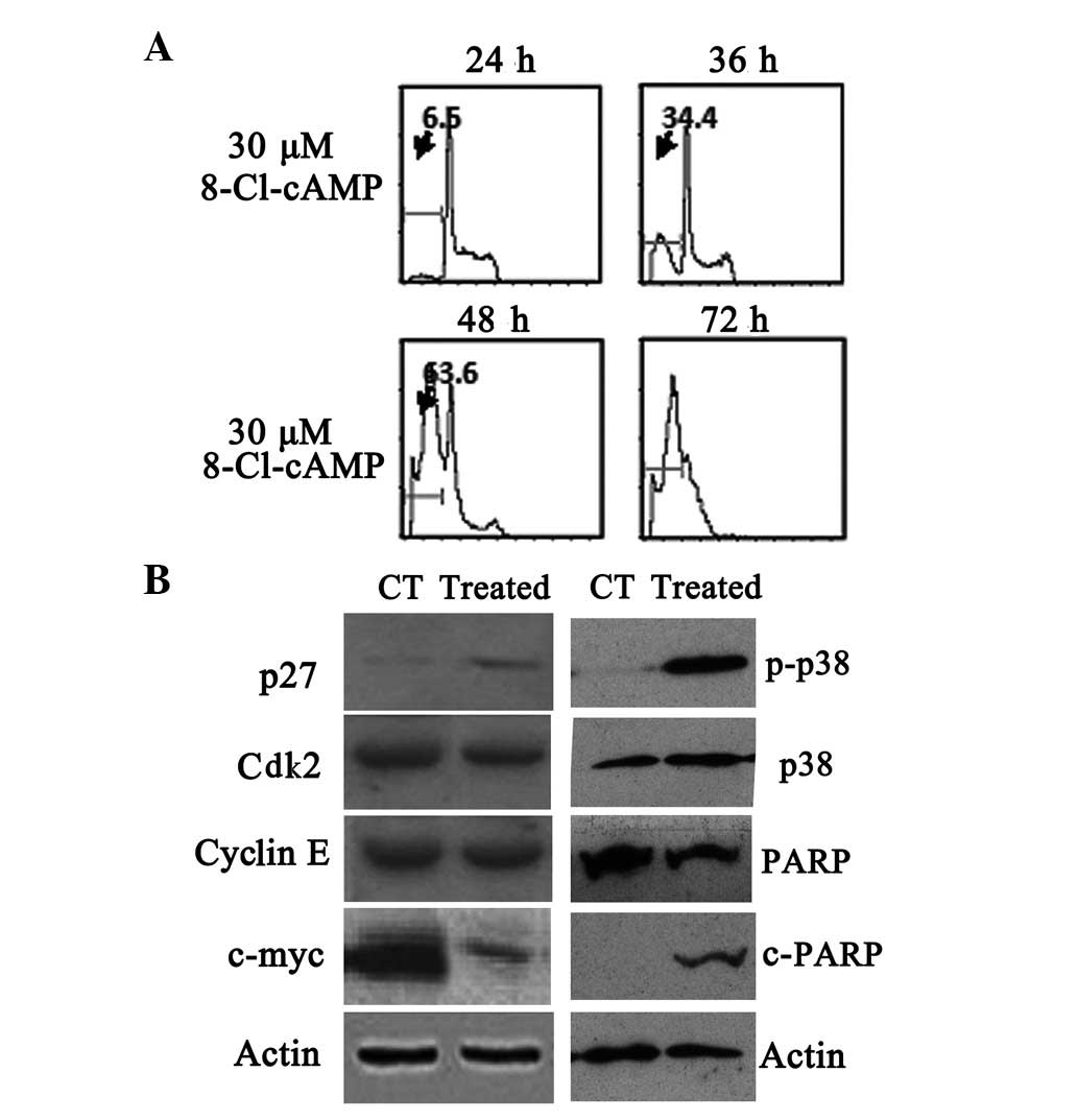 Cyclic AMP induces apoptosis in multiple myeloma cells and 