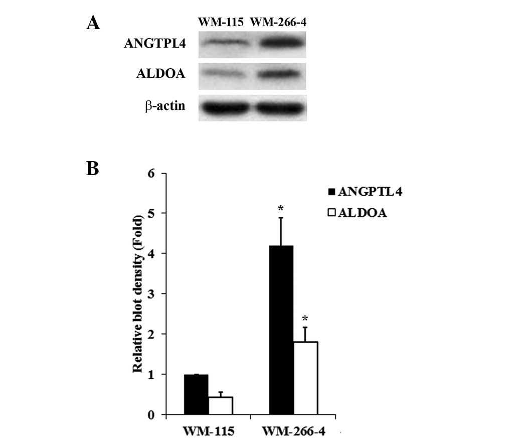 Angiopoietin-like protein ANGPTL2 gene expression is 