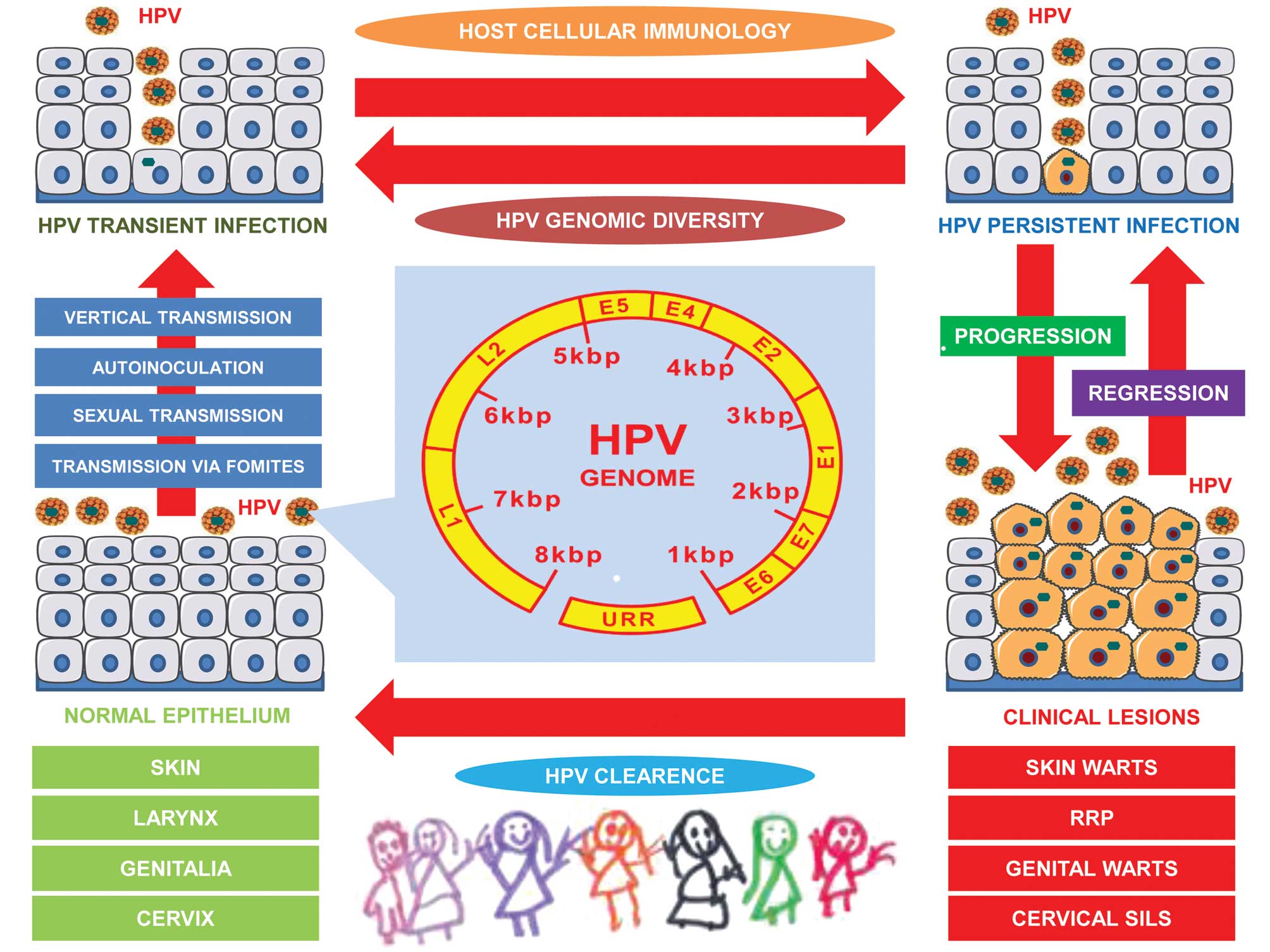 human papillomavirus virology