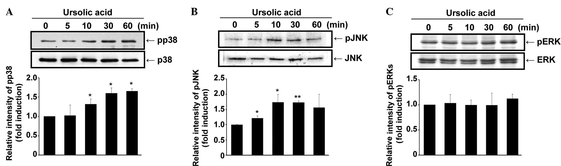 Ursolic Acid Inhibits Cyclooxygenase-2 Transcription in 