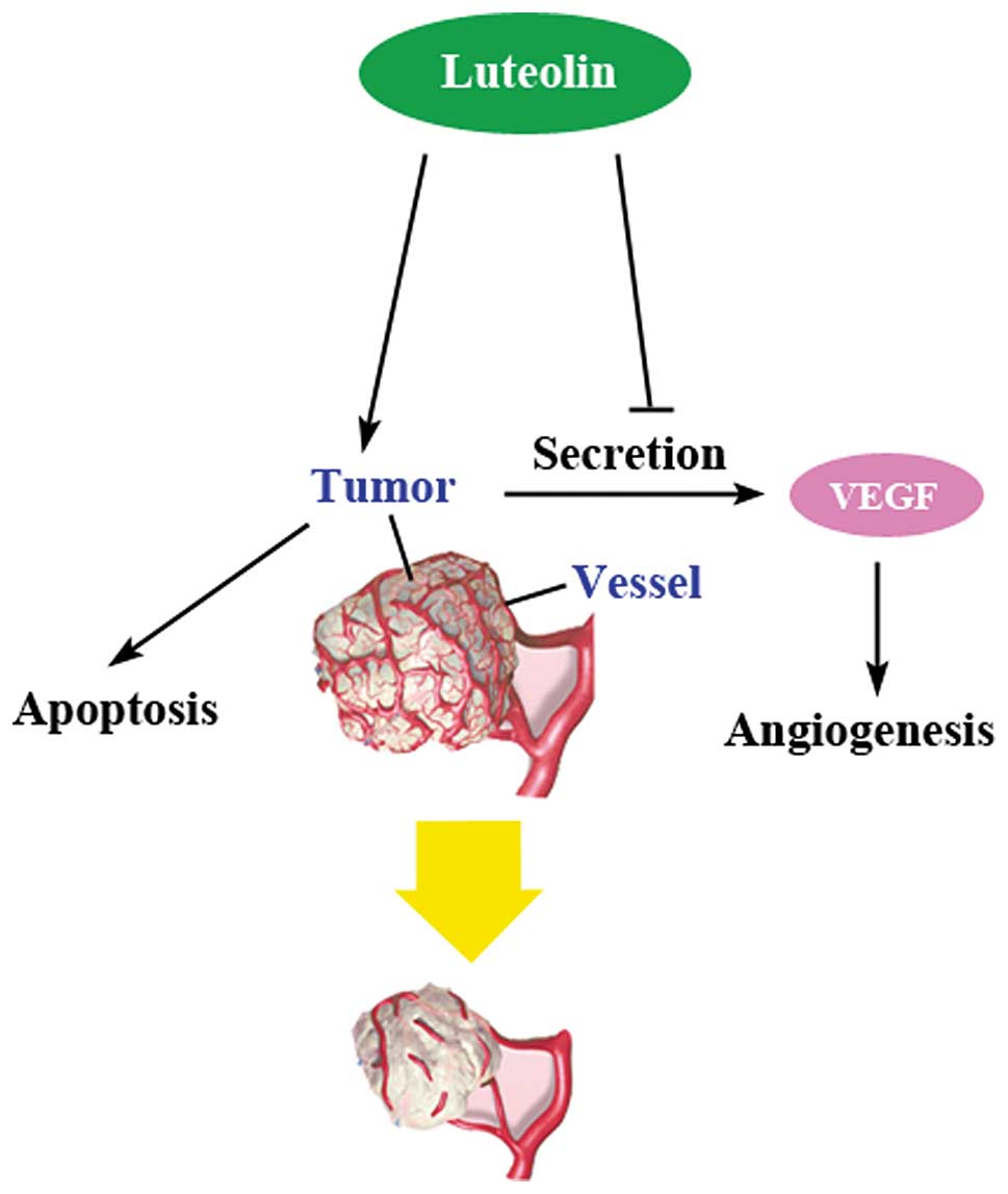 LANGE Radiography Review Flashcards 2015