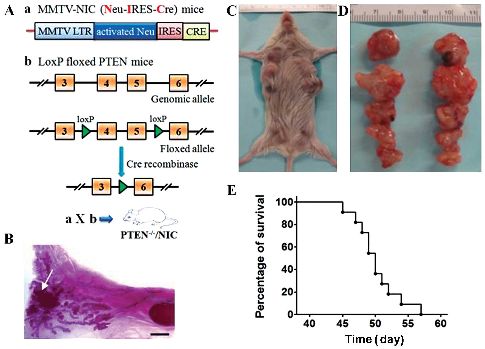Mice cells. Белок птен. Иммунодефицитные мыши КСЕНОГРАФТ. Ген PML.