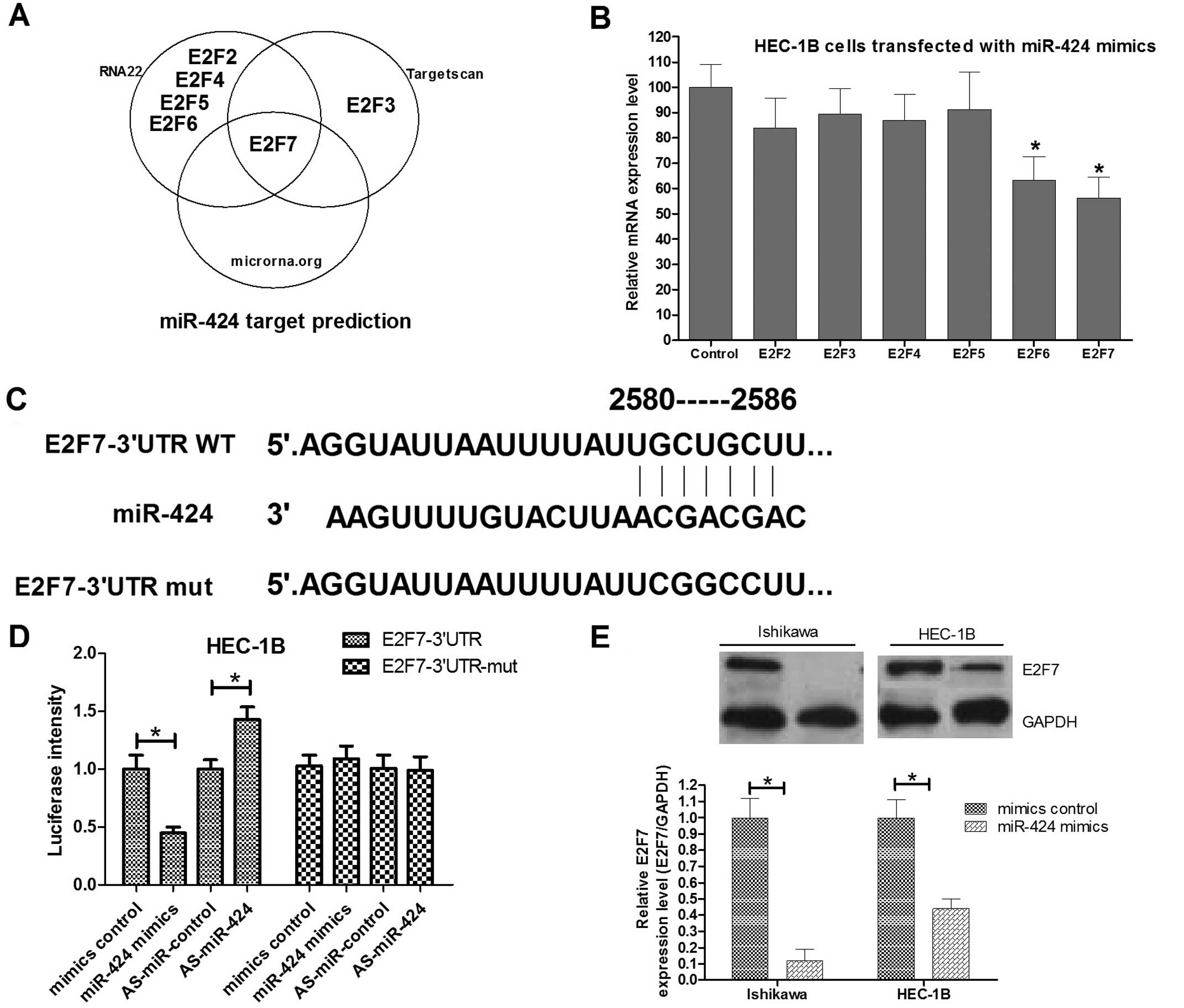 Microrna 424 May Function As A Tumor Suppressor In Endometrial Carcinoma Cells By Targeting E2f7