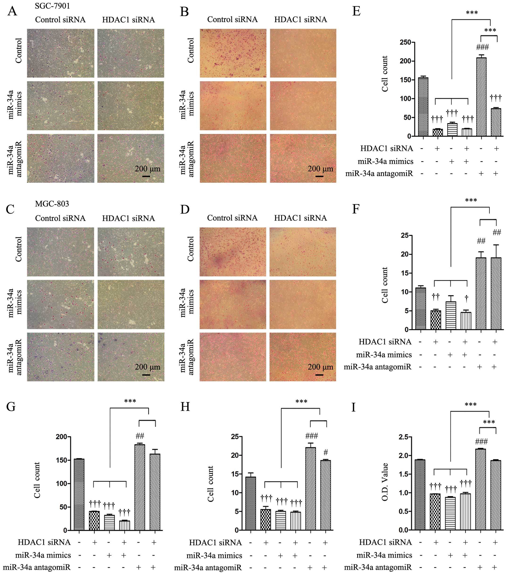 Depletion of MRPL35 inhibits gastric carcinoma cell 