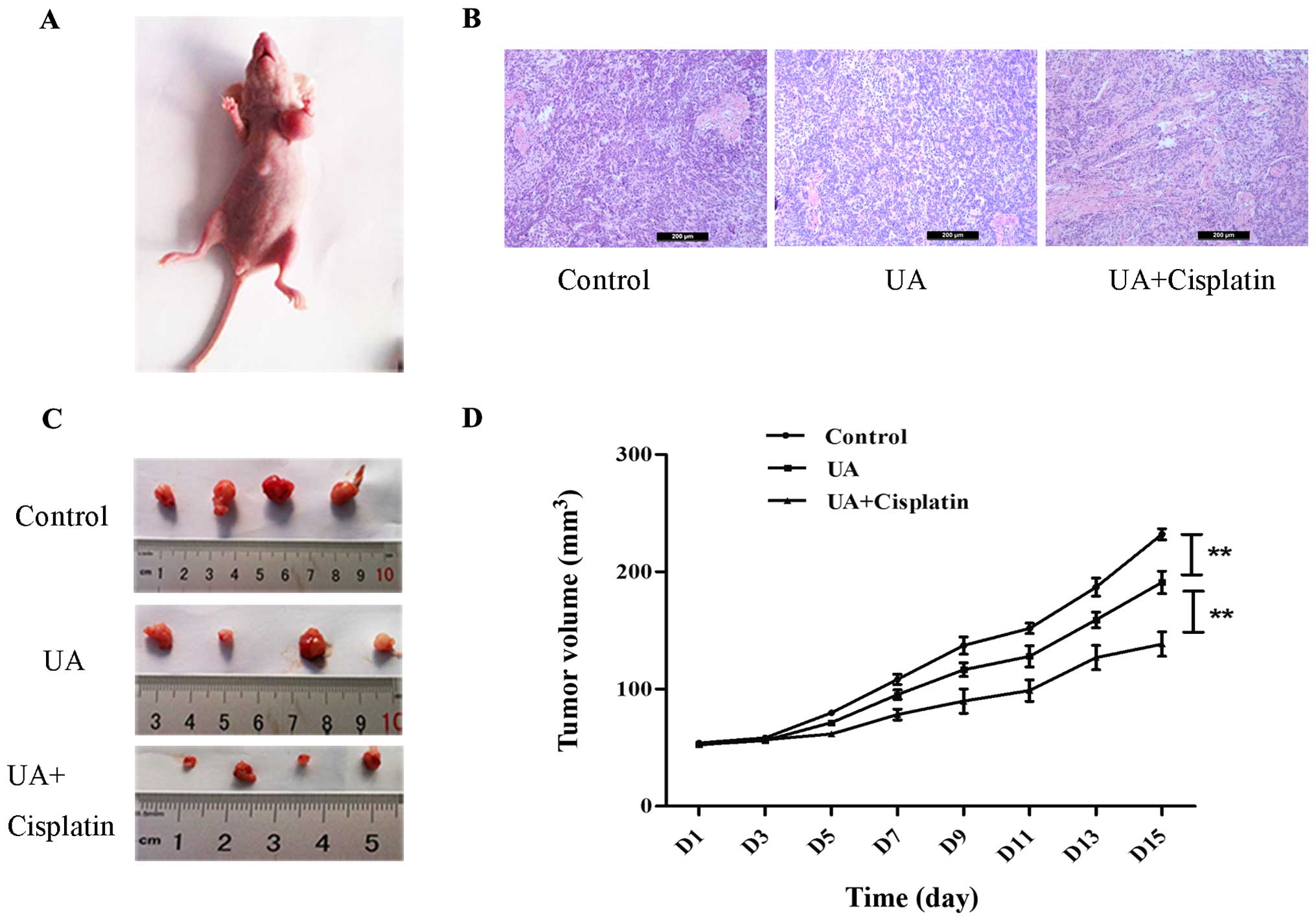 Publicaţii - Ovarian cancer xenograft mouse model