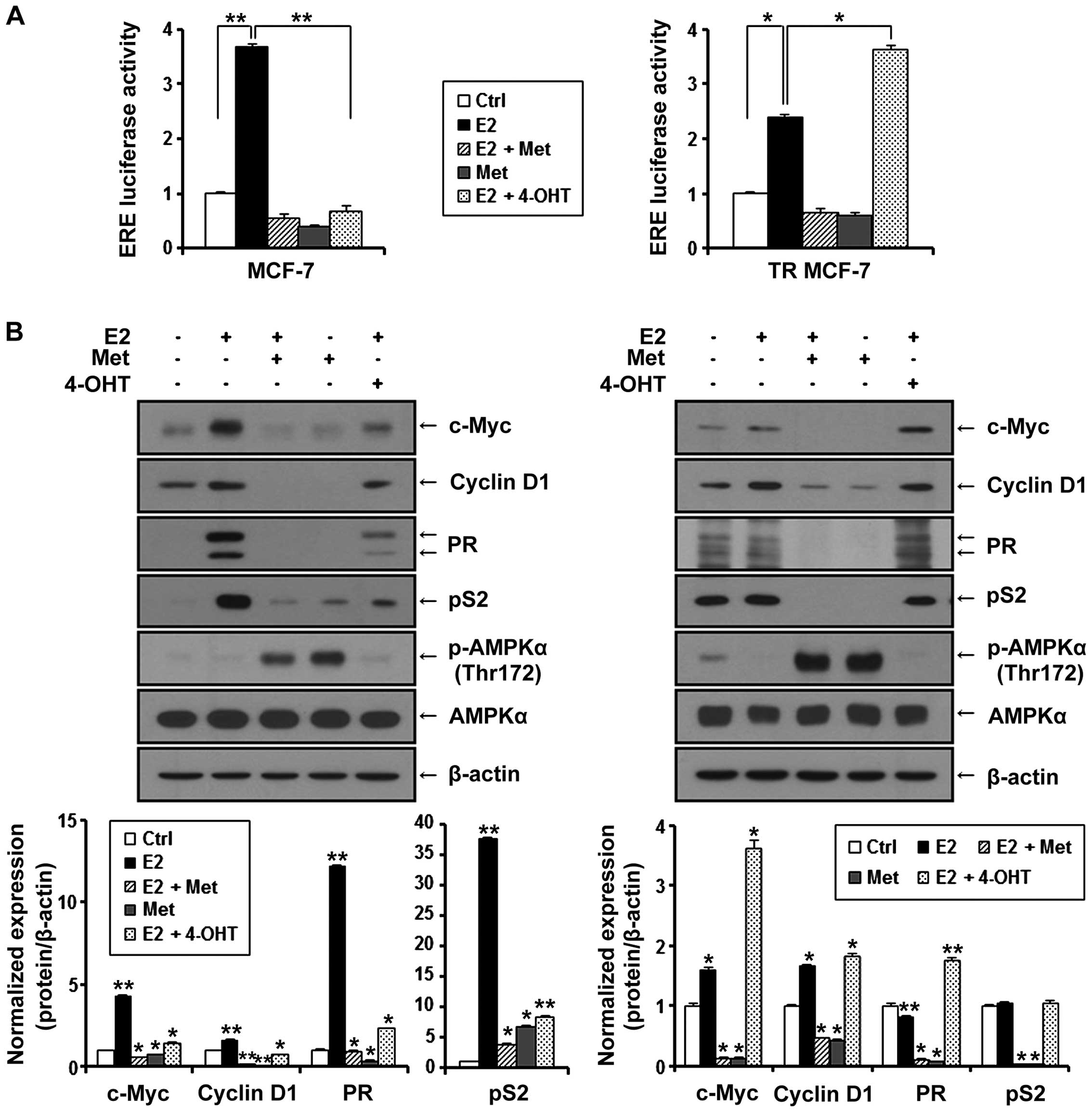 Estrogen receptor assay positive