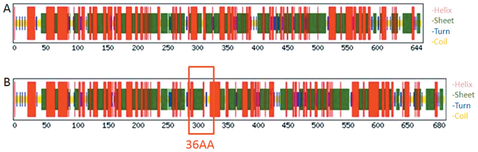 Identification of a novel transcript isoform of the TTLL12 gene in ...