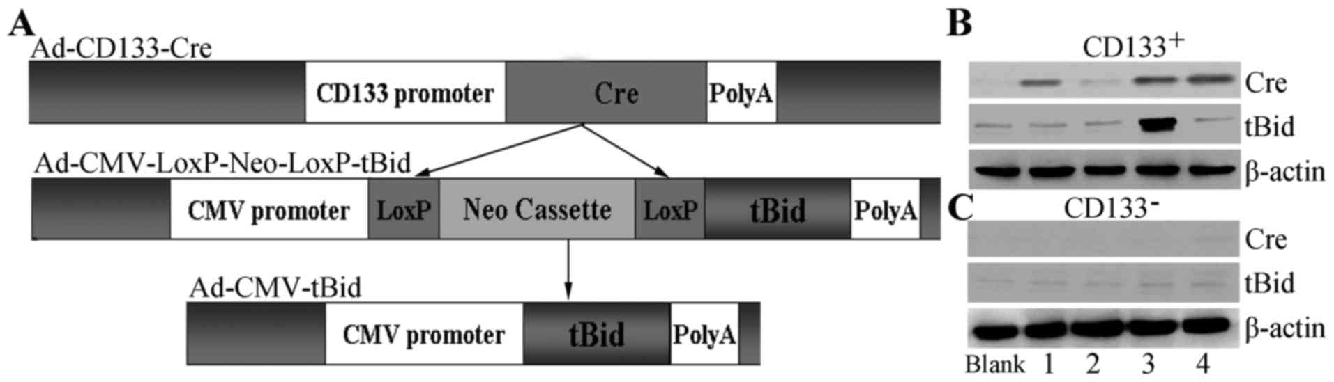 Excision of the loxP-flanked neomycin cassette. (A) The