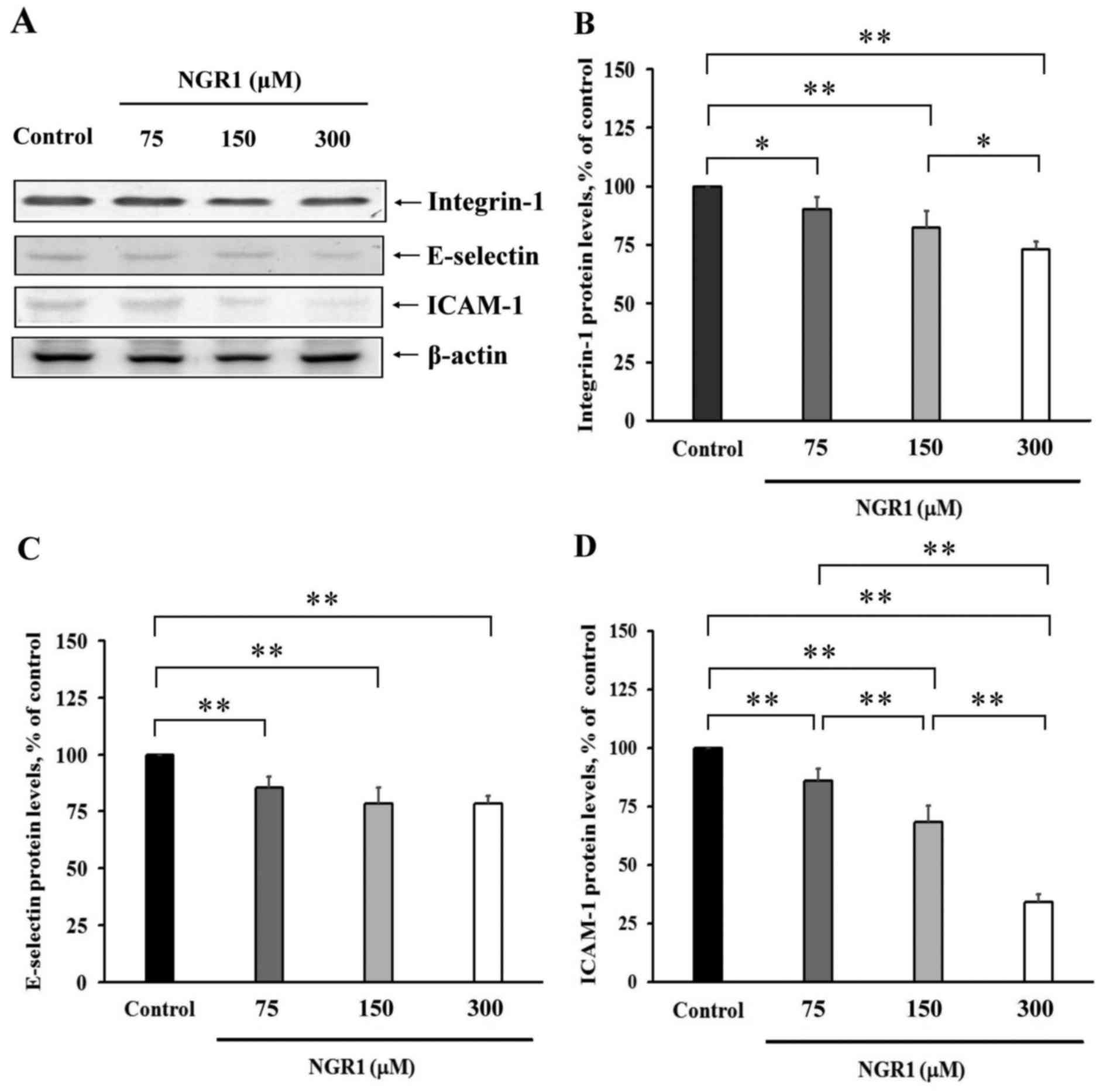 Inhibition Of Human Colorectal Cancer Metastasis By Notoginsenoside R1 An Important Compound From Panax Notoginseng