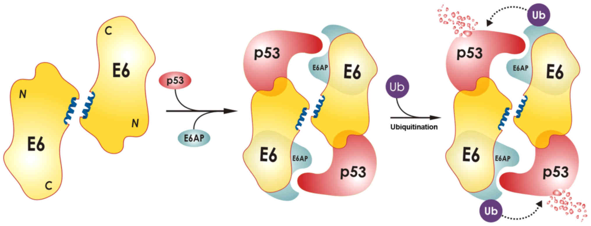 Human papillomavirus oncoproteins pathways to transformation