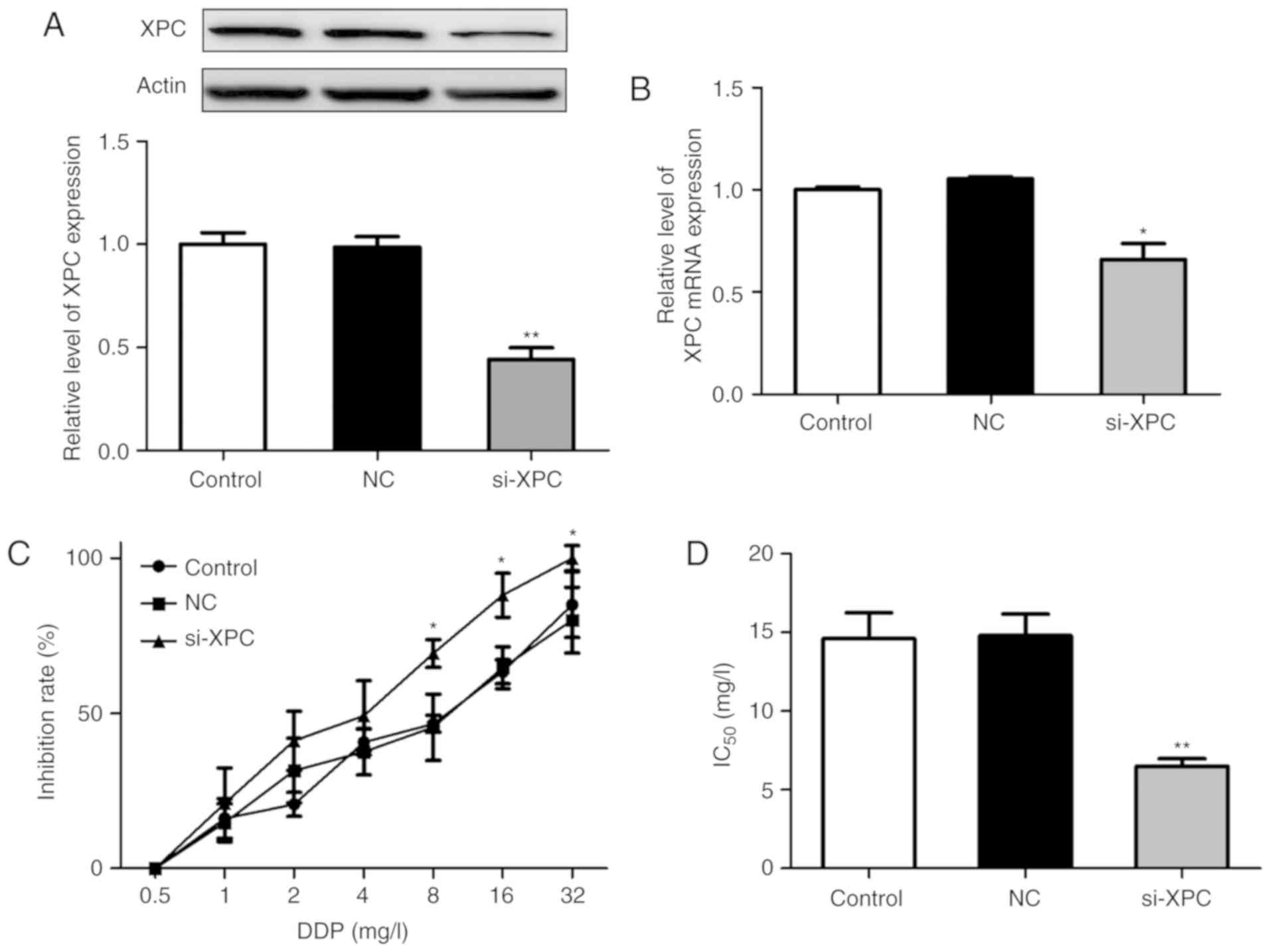 Xpc Inhibition Rescues Cisplatin Resistance Via The Akt Mtor Signaling Pathway In A549 Ddp Lung Adenocarcinoma Cells