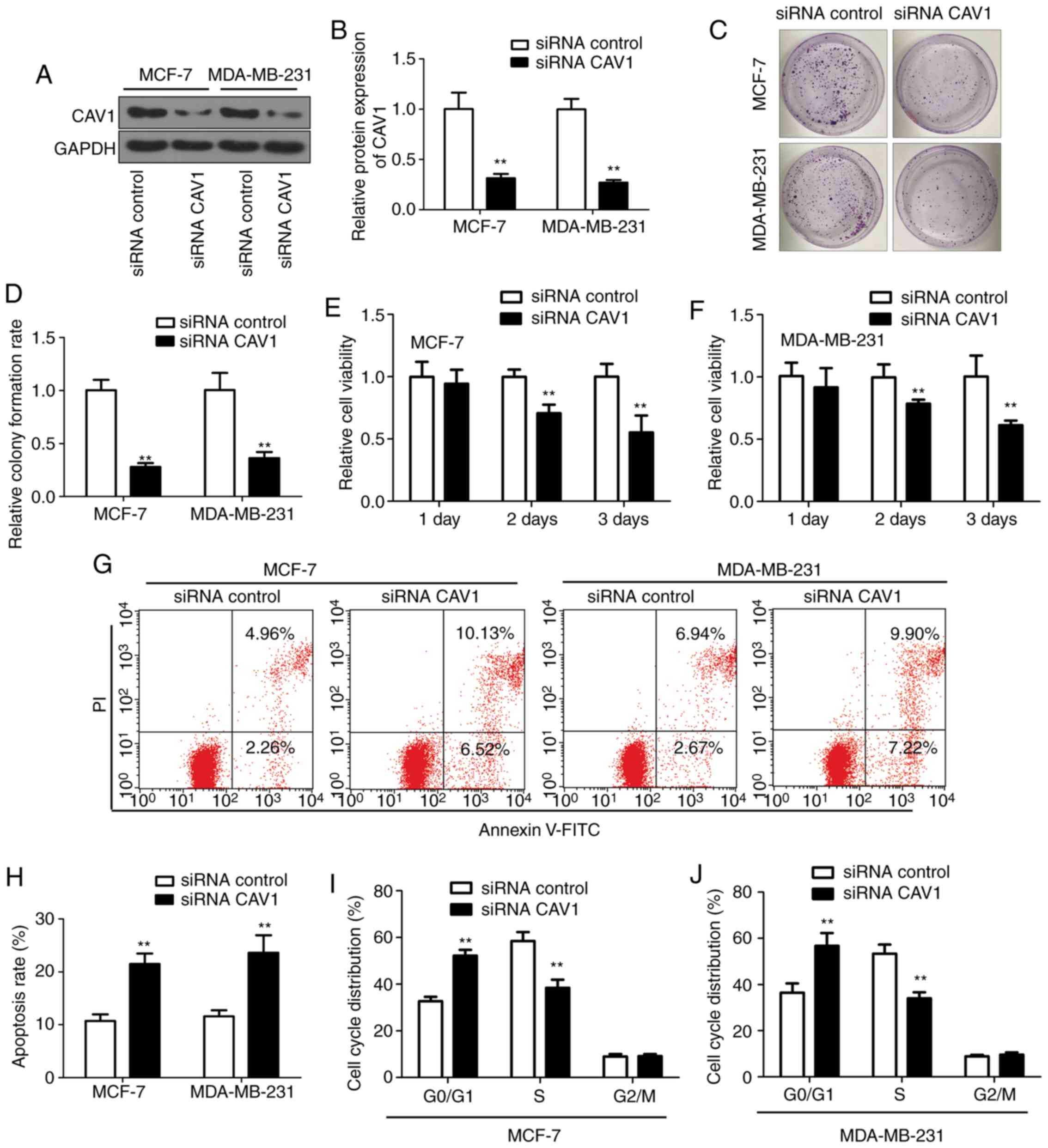 Downregulation of microRNA-34 induces cell proliferation and