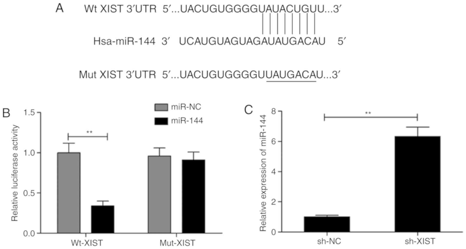 Lncrna Xist Promotes The Progression Of Laryngeal Squamous Cell