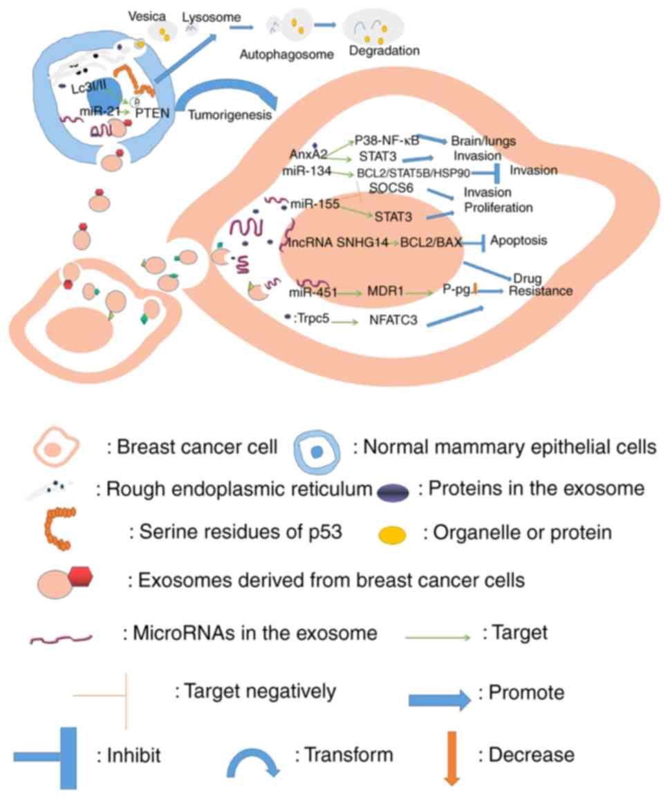 Exosomes: A rising star in breast cancer (Review)