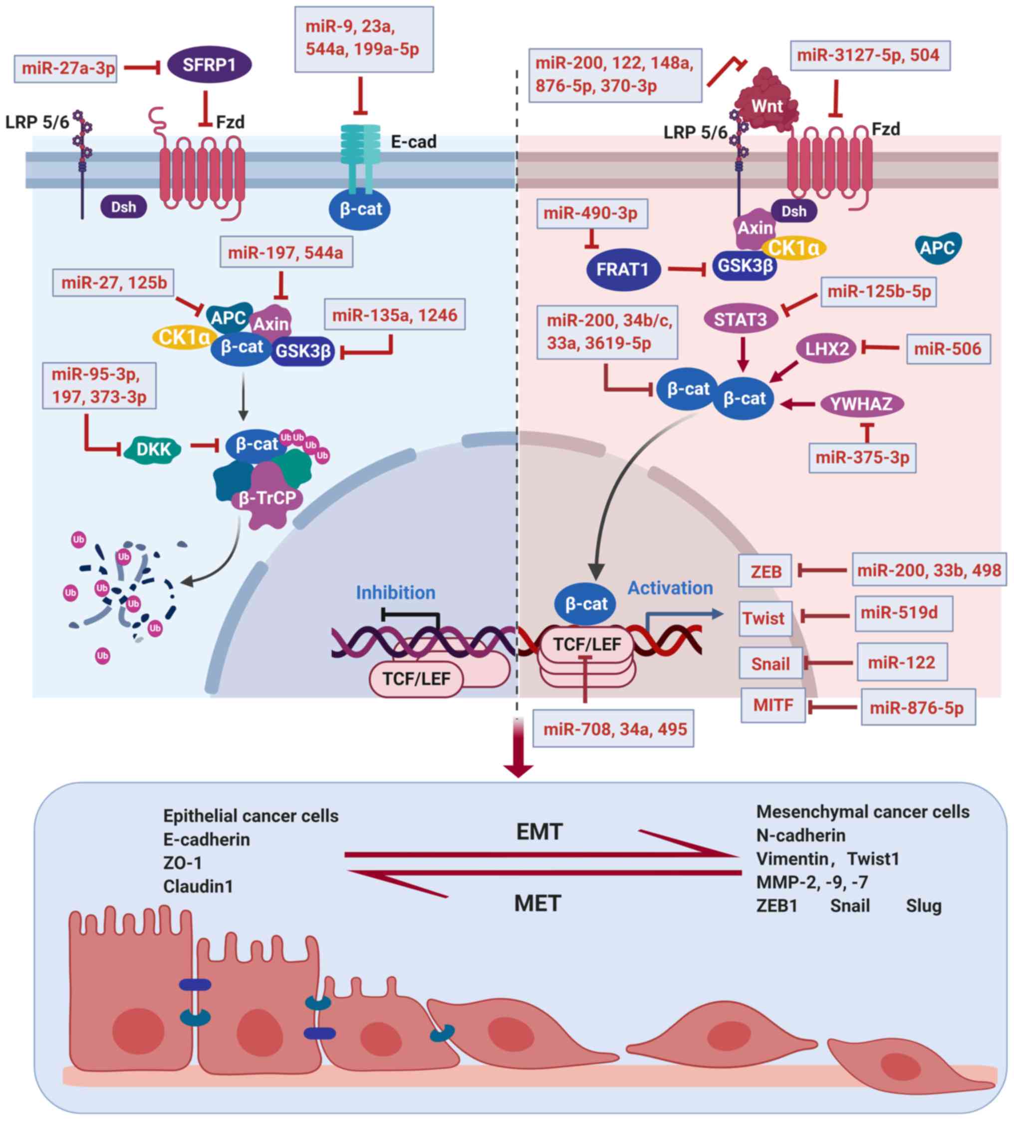 Micrornas Target The Wnt B Catenin Signaling Pathway To Regulate Epithelial Mesenchymal Transition In Cancer Review