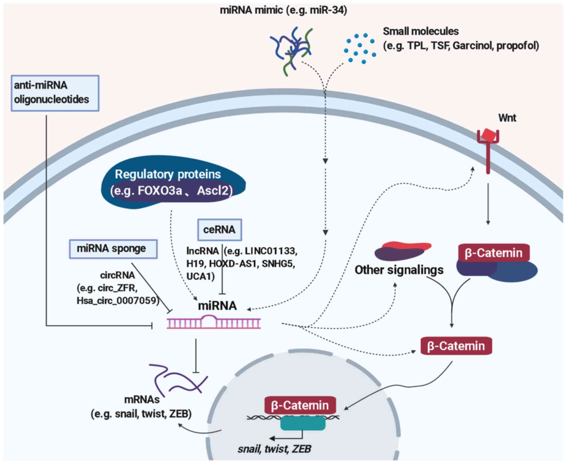 Micrornas Target The Wnt B Catenin Signaling Pathway To Regulate Epithelial Mesenchymal Transition In Cancer Review