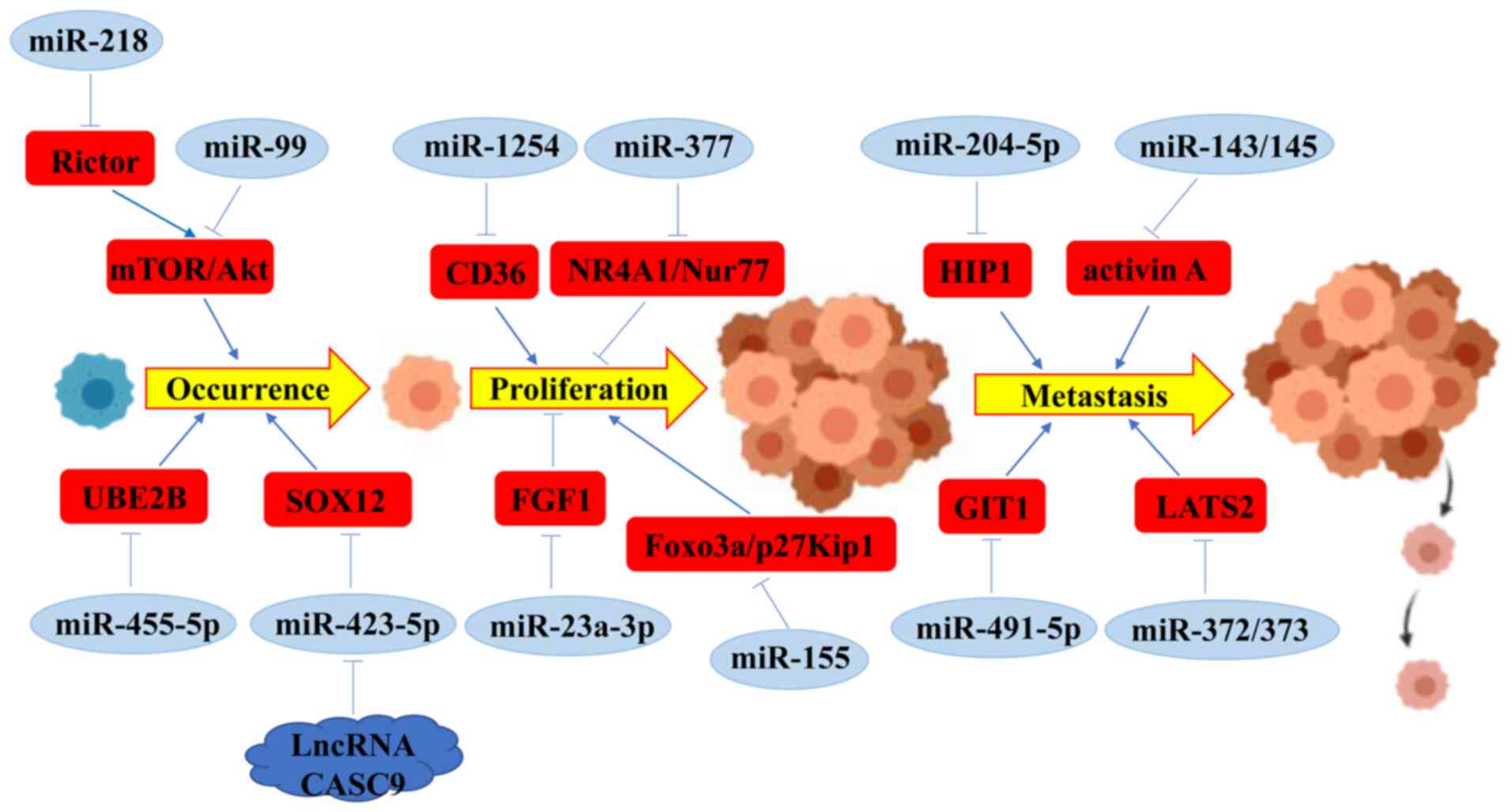 Diagnostic And Therapeutic Role Of Micrornas In Oral Cancer Review