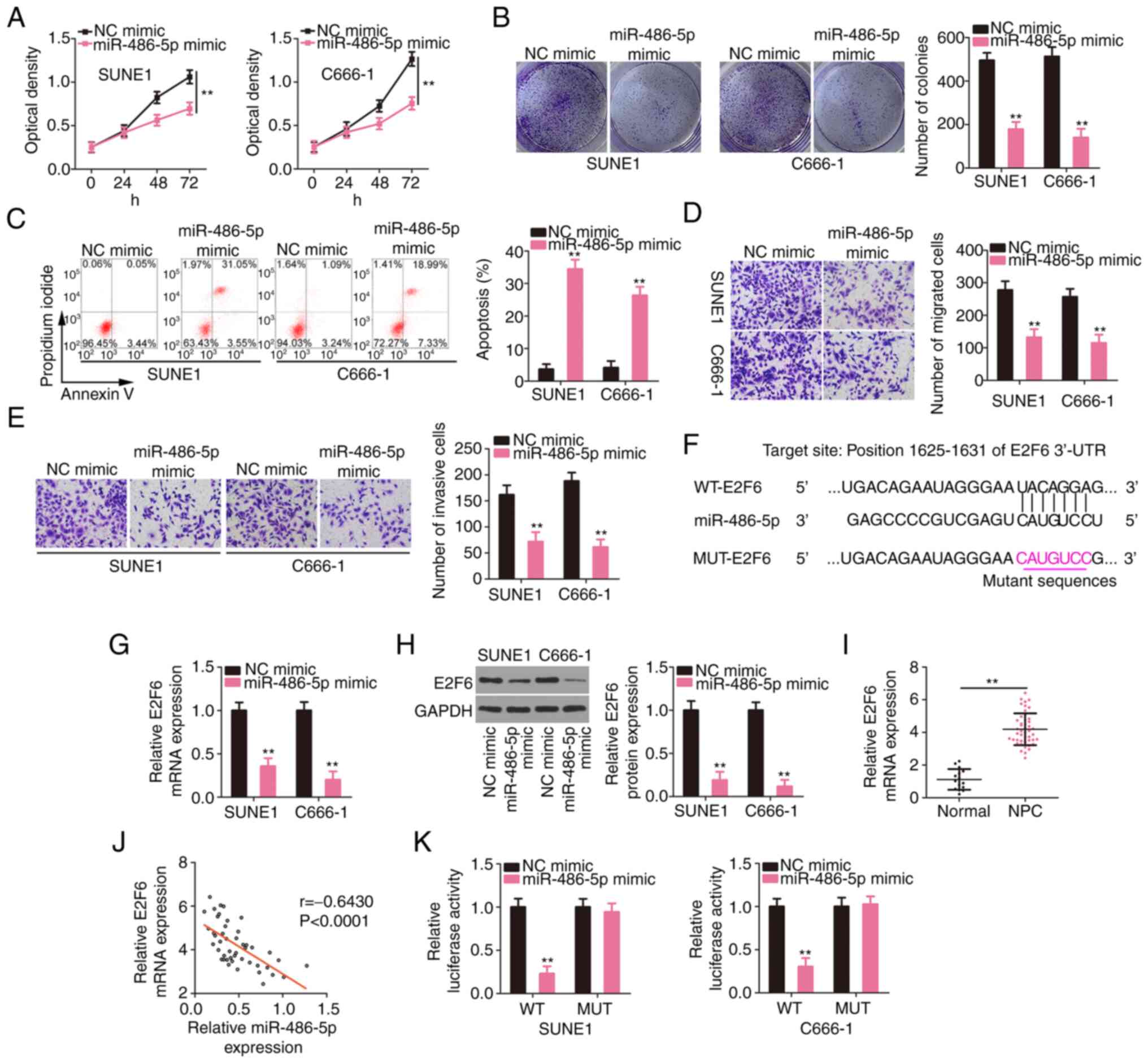 Long noncoding RNA SLC9A3‑AS1 increases E2F6 expression by 