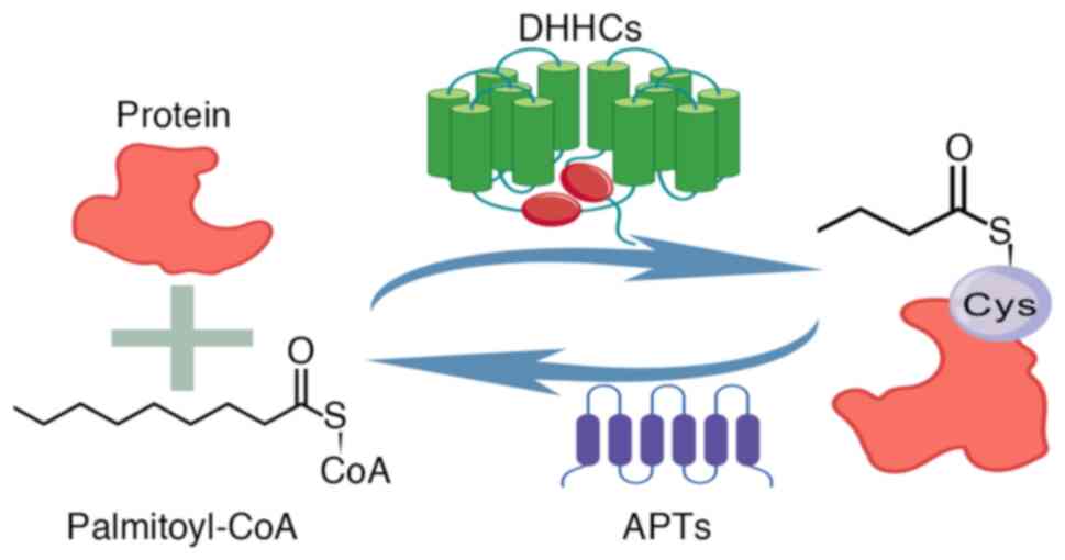 Regulation of palmitoylation
modification. Under the catalytic action of palmitoyl
acyltransferases (DHHC proteins), palmitoyl-CoA is covalently
transferred to the thiol group of cysteine residues on target
proteins, resulting in the formation of S-palmitoylated proteins.
This reversible post-translational modification can subsequently be
reversed through the action of depalmitoylating enzymes, which
hydrolyze the fatty acyl chains and restore the unmodified state of
the protein. APT, acyl-protein thioesterase; Cys, cysteine.