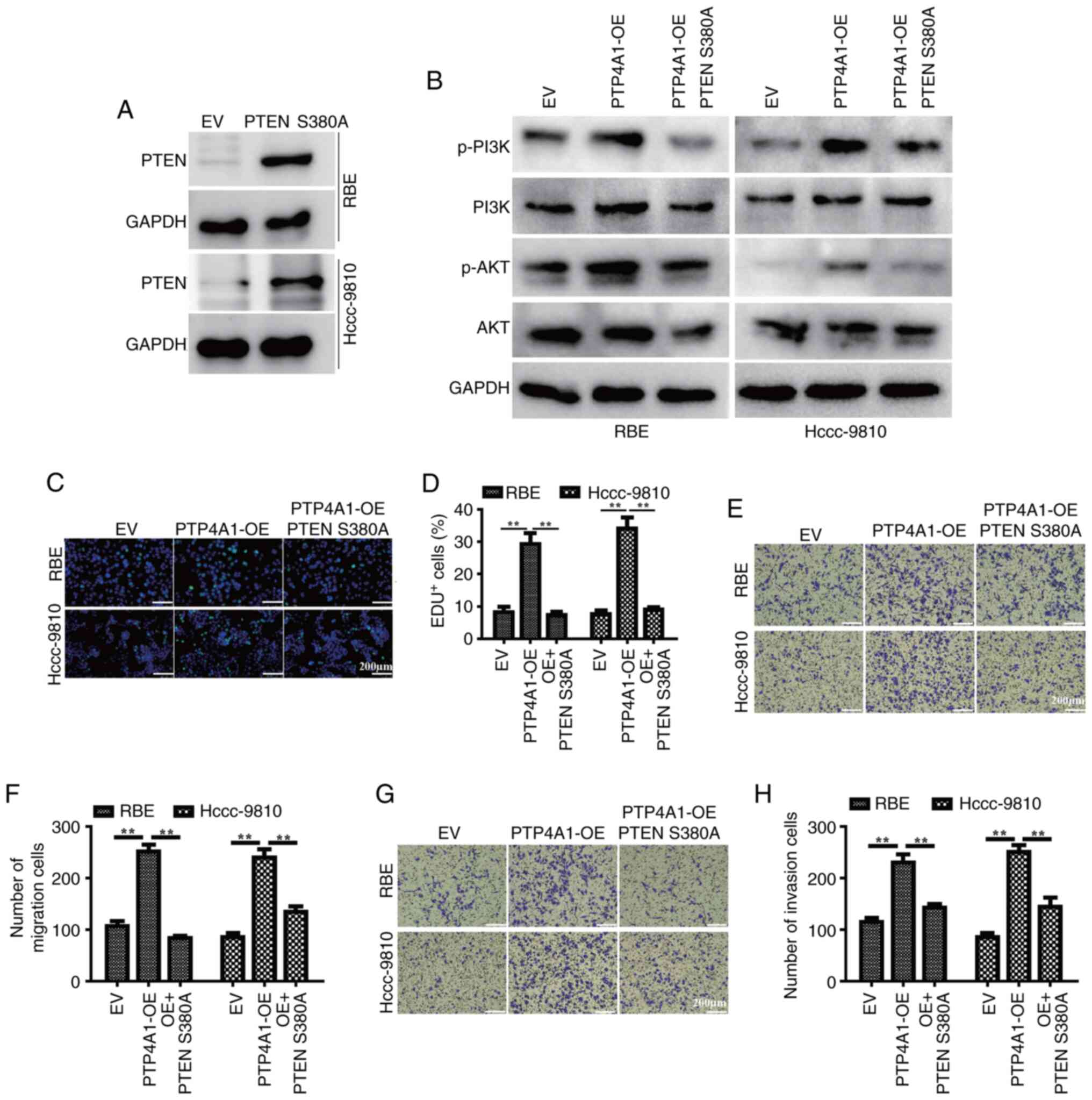 Inhibitory role of PTP4A1 on PTEN
phosphorylation. (A) PTEN S380A was overexpressed in the RBE and
HCCC-9810 cells. (B) Western blotting was used to detect the
expression and phosphorylation of PI3K and AKT and in PTP4A-OE RBE
and HCCC-9810 cells transfected with the phospho-mimetic PTEN
mutant plasmid (PTEN S380A). (C-H) Phospho-mimetic PTEN S380A
reversed the promoting effects of PTP4A1 on the (C and D)
proliferation, (E and F) invasion and (G and H) metastasis of RBE
and HCCC-9810 cells. **P<0.01. PTP4A1, protein tyrosine
phosphatase 4A1; PTEN, phosphatase and tensin homolog; OE,
overexpression; EV, empty vector.