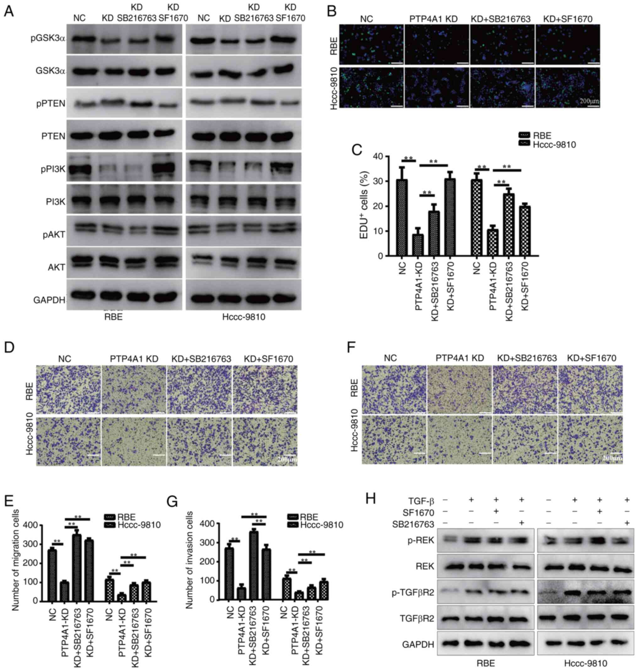 PTP4A1 promotes intrahepatic
cholangiocarcinoma cell proliferation, migration and invasion by
regulating the PTEN/PI3K/AKT/GSk3α pathway. (A) WB was performed to
examine the expression and phosphorylation of PTEN, PI3K, AKT and
GSk3α in PTP4A-KD RBE and HCCC-9810 cells treated with the PTEN
inhibitor SF1670 or the GSK3α inhibitor SB216763. (B and C) A
5-ethynyl-2′-deoxyuridine assay was used to evaluate the effects of
the PTEN inhibitor SF1670 or the GSK3α inhibitor SB216763 on the
proliferation of PTP4A-KD RBE and HCCC-9810 cells. (D-G) SF1670 and
SB216763 attenuated the inhibitory effects of PTP4A1 knockdown on
(D and E) migration and (F and G) invasion in RBE and HCCC-9810
cells. (H) WB was used to evaluate the ERK and TGF-β signaling
pathways in RBE and HCCC-9810 cells co-treated with SF1670 or
SB216763 and TGF-β. **P<0.01. PTP4A1, protein tyrosine
phosphatase 4A1; PTEN, phosphatase and tensin homolog; WB, western
blotting; KD, knockdown; NC, negative control; p-,
phosphorylated.
