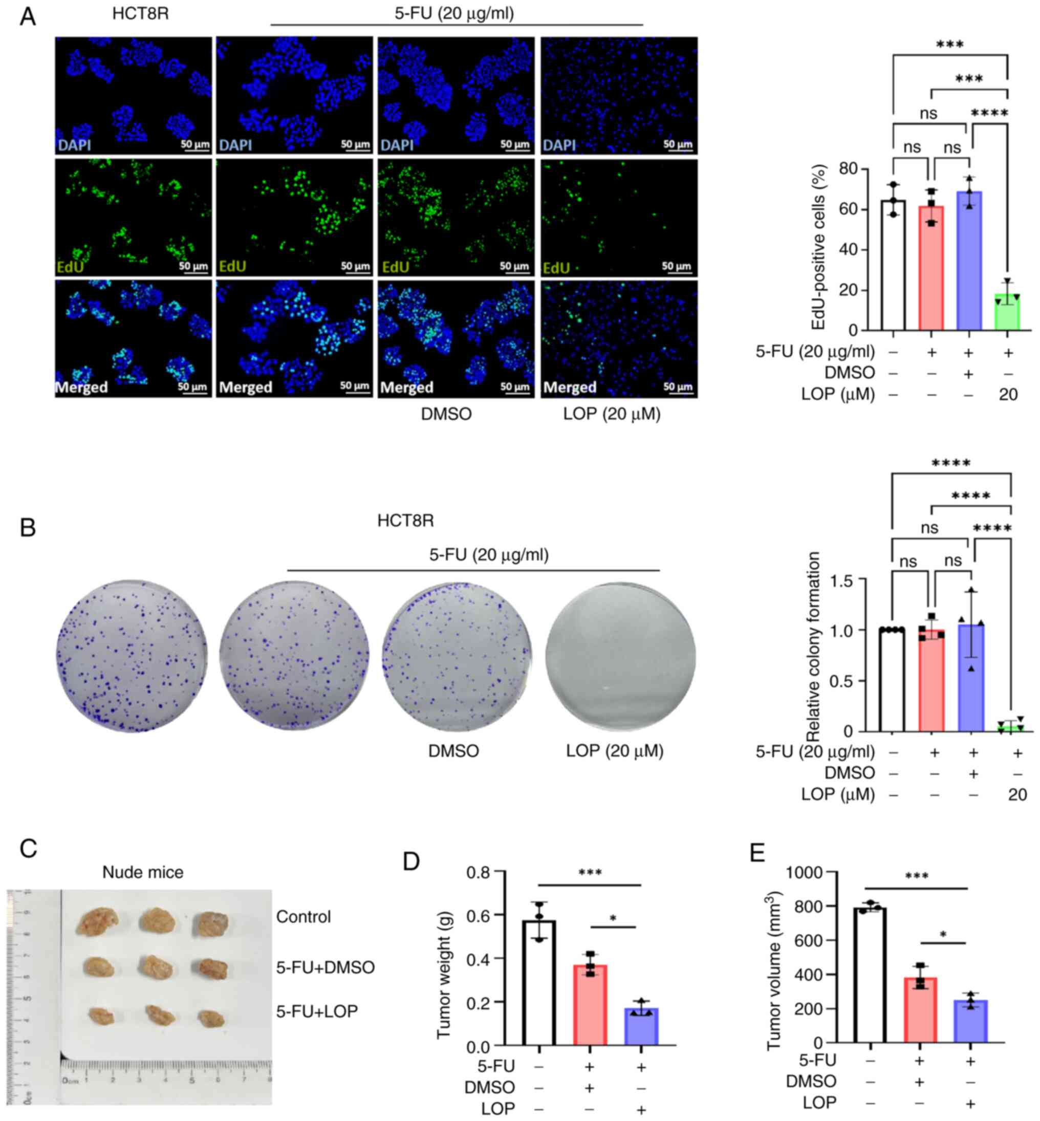 LOP inhibits the proliferation of
5-FU-treated HCT8R cells in vitro and in vivo. (A)
EdU assay was performed, demonstrating the effect of LOP combined
with 5-FU on the proliferation of HCT8R cells. (B) Colony formation
assay was performed, showing the impact of LOP combined with 5-FU
on the number of colonies formed by HCT8R cells. (C) Subcutaneous
tumor transplantation experiments were performed to assess the
in vivo effect of LOP on the 5-FU sensitivity of HCT8R
cells. (D) Tumor weight differences and (E) Tumor volume
differences among the groups are shown. *P<0.05, ***P<0.001,
****P<0.0001 (n=3). 5-FU, 5-fluorouracil; DMSO, dimethyl
sulfoxide; EdU, 5-ethynyl-2′-deoxyuridine; LOP, loperamide; ns, not
significant.