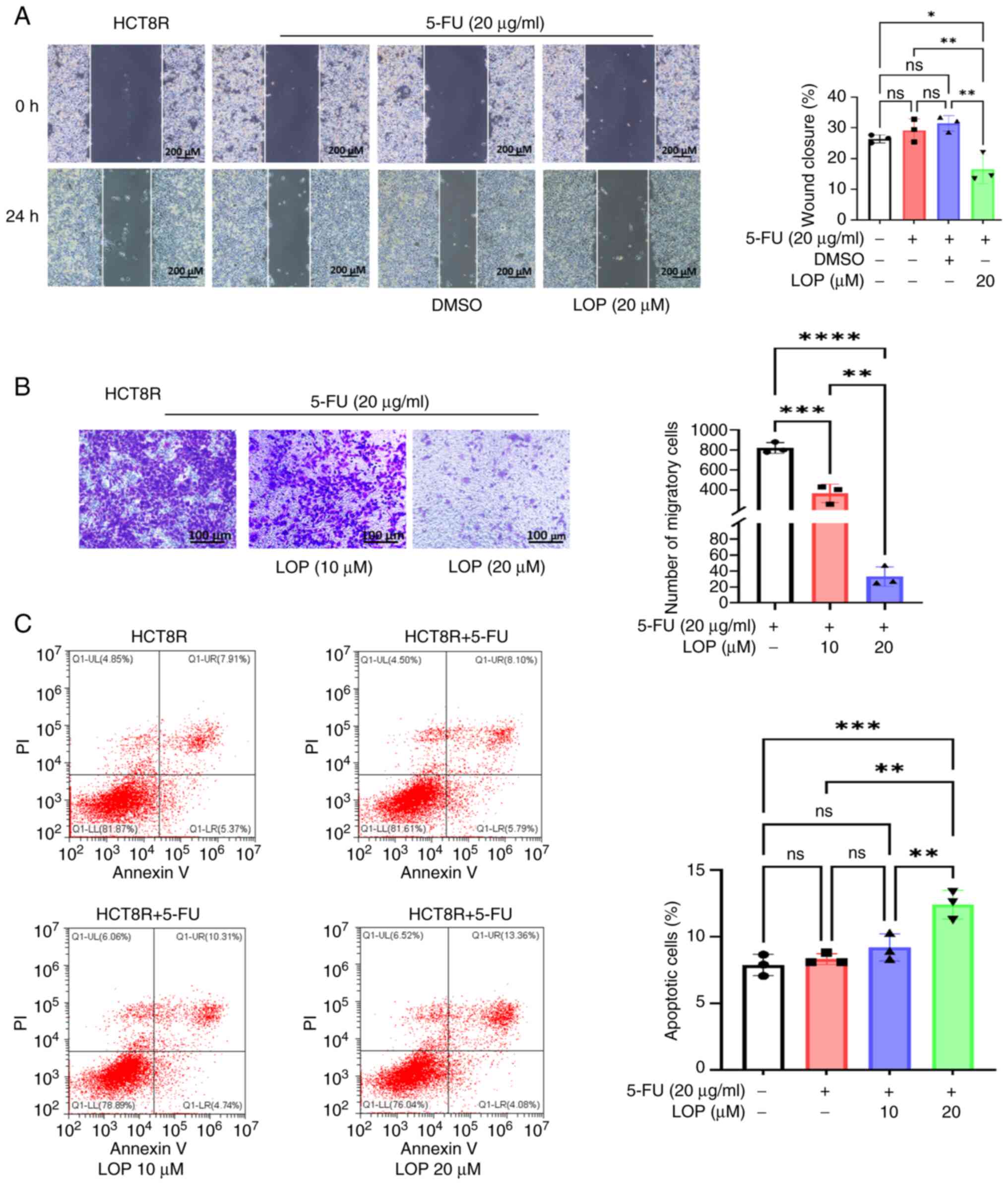 LOP enhances the inhibition of HCT8R
cell invasion and migration, and induces apoptosis mediated by
5-FU. (A) Wound healing assay was performed, assessing the effects
of LOP combined with 5-FU on the migration of HCT8R cells. (B)
Transwell assay was performed to evaluate the impact of LOP
combined with 5-FU on the migration of HCT8R cells. (C) Flow
cytometric analysis was performed to evaluate the effects of LOP on
5-FU-induced apoptosis in HCT8R cells. *P<0.05, **P<0.01,
***P<0.001, ****P<0.0001 (n=3). 5-FU, 5-fluorouracil; DMSO,
dimethyl sulfoxide; LOP, loperamide; ns, not significant.