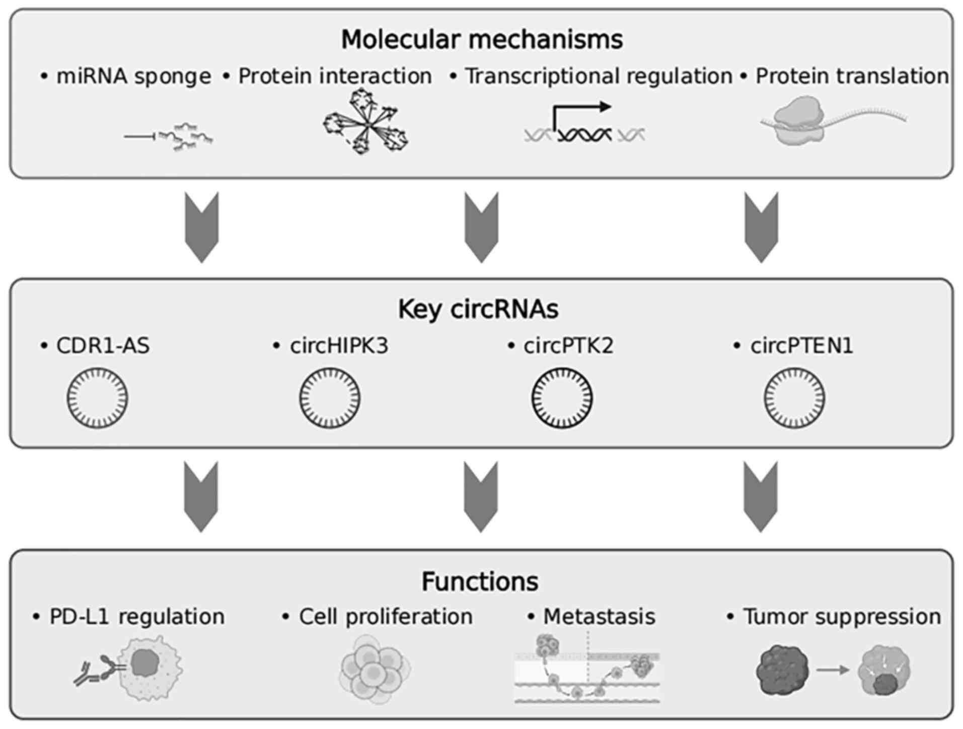 Molecular mechanisms and functions of
key circRNAs. Schematic illustration showing four major circRNA
regulatory pathways in cancer. Each pathway demonstrates a distinct
molecular mechanism (miRNA sponge, protein interaction,
transcriptional regulation and protein translation) and
representative circRNAs (CDR1-AS, circHIPK3, circPTK2 and
circPTEN1, respectively), which ultimately influence specific
cancer-related functions (PD-L1 regulation, cell proliferation,
metastasis and tumor suppression, respectively). Created with
Biorender. circ, circular.