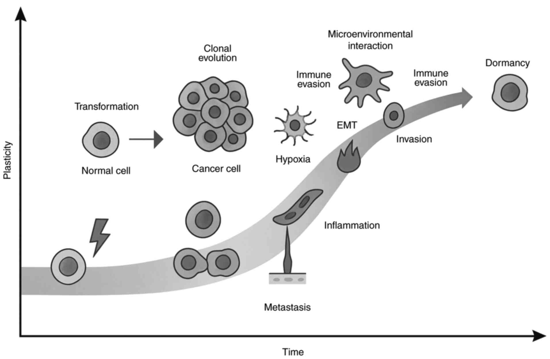 Life cycle of cancer cells. Normal
cells undergo transformation and clonal evolution, driven by
microenvironmental factors such as inflammation, hypoxia,
epithelial-to-mesenchymal transition and immune evasion, leading to
invasion, metastasis and eventual dormancy.