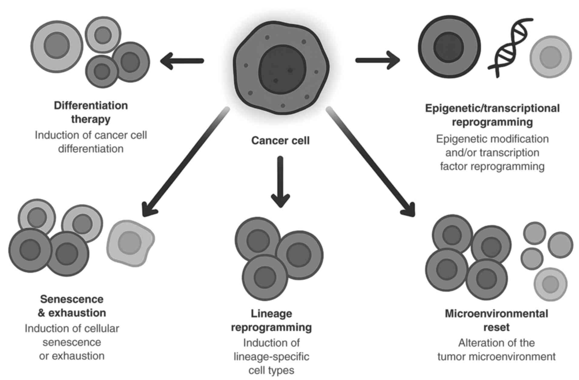 Reprogramming strategies for cancer
reversal. Therapeutic reprogramming of cancer cells through
differentiation, senescence, lineage conversion, epigenetic
modulation or microenvironmental reset to restore normal or
nonmalignant states.