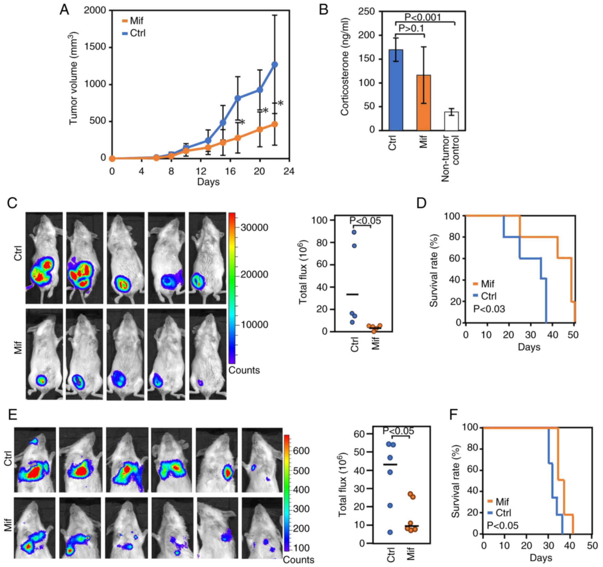 Mif suppresses tumor growth and
metastasis in a 4T1 breast cancer model. (A) Tumor growth curves of
4T1-Luc-bearing mice treated with Mif in the subcutaneous tumor
growth model I. 4T1-Luc cells were subcutaneously injected into the
right flank, and tumor volume was measured until day 23. Data are
presented as the mean ± SD. *P<0.01 vs. control, n=5 mice/group.
(B) Plasma corticosterone levels were measured on day 18 via tail
vein sampling in the subcutaneous tumor growth model I. n=5
mice/group. Data are presented as the mean ± SD. (C) BLI of
orthotopically implanted 4T1-Luc tumors after 3 weeks in the
orthotopic model. Quantified luciferase activity is shown. Black
bars show the median. n=5 mice/group. (D) Kaplan-Meier survival
curves for the orthotopic model. Survival rates are expressed as
the percentage of initial animals. n=5 mice/group. (E) BLI of
metastatic 4T1-Luc tumors in the experimental metastasis model.
Quantified signal intensities are shown. Black bars show the
median. n=6 mice/group. (F) Kaplan-Meier survival curve for the
experimental metastasis model. Survival rates are expressed as the
percentage of initial animals. n=6 mice/group. BLI, bioluminescent
imaging; Mif, mifepristone; Ctrl, control.